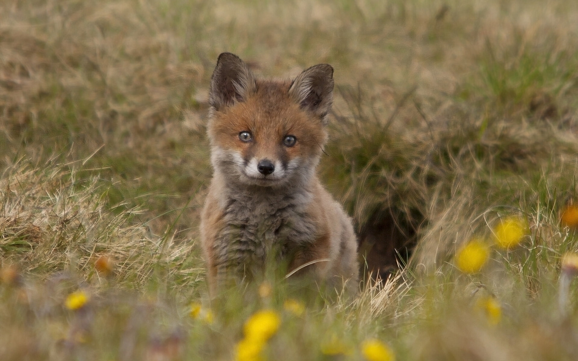 white, fox, 1080P, cute, cub, brown, HD Wallpaper