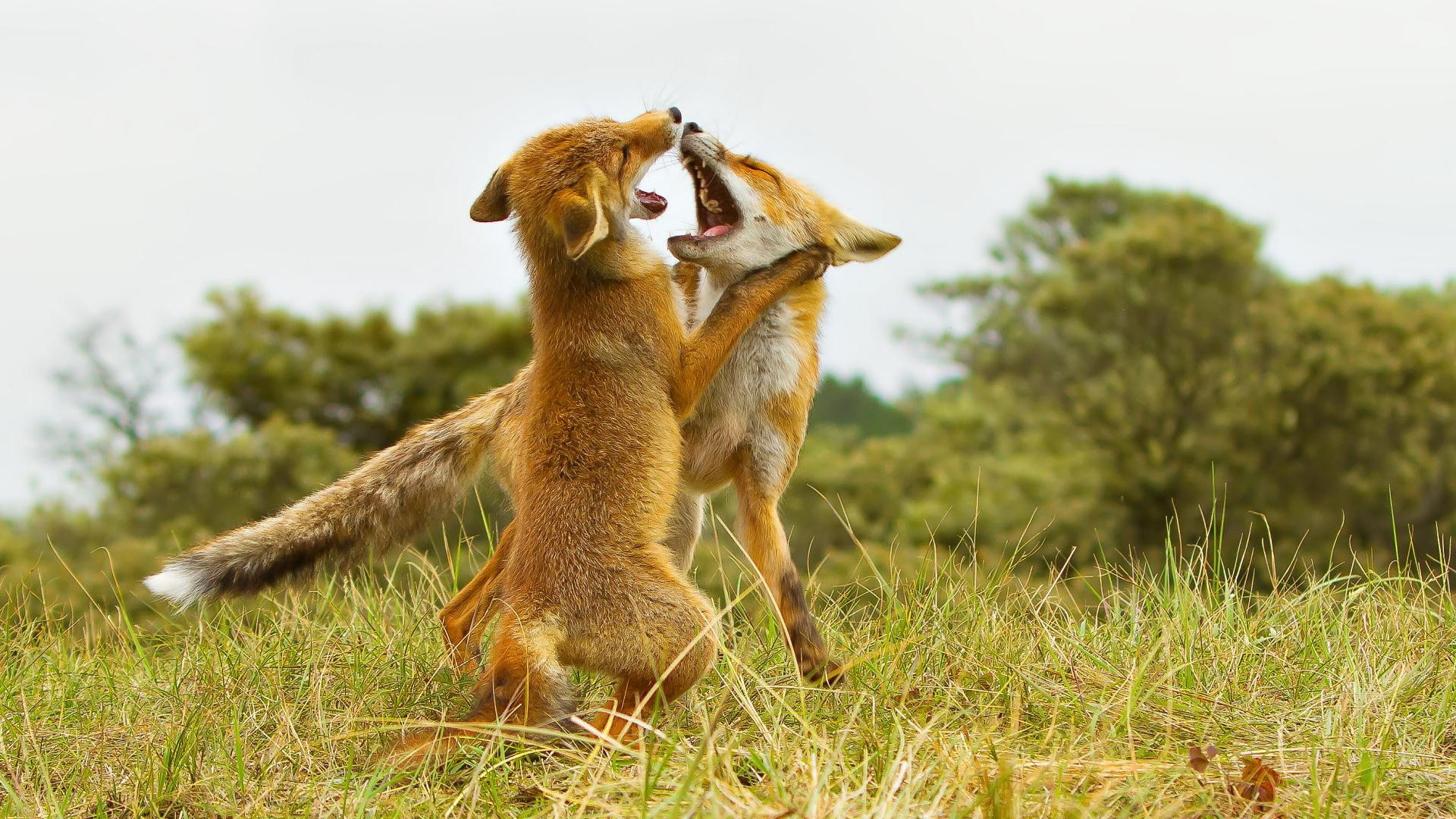 1080P, forest, nature, fox cubs, HD Wallpaper