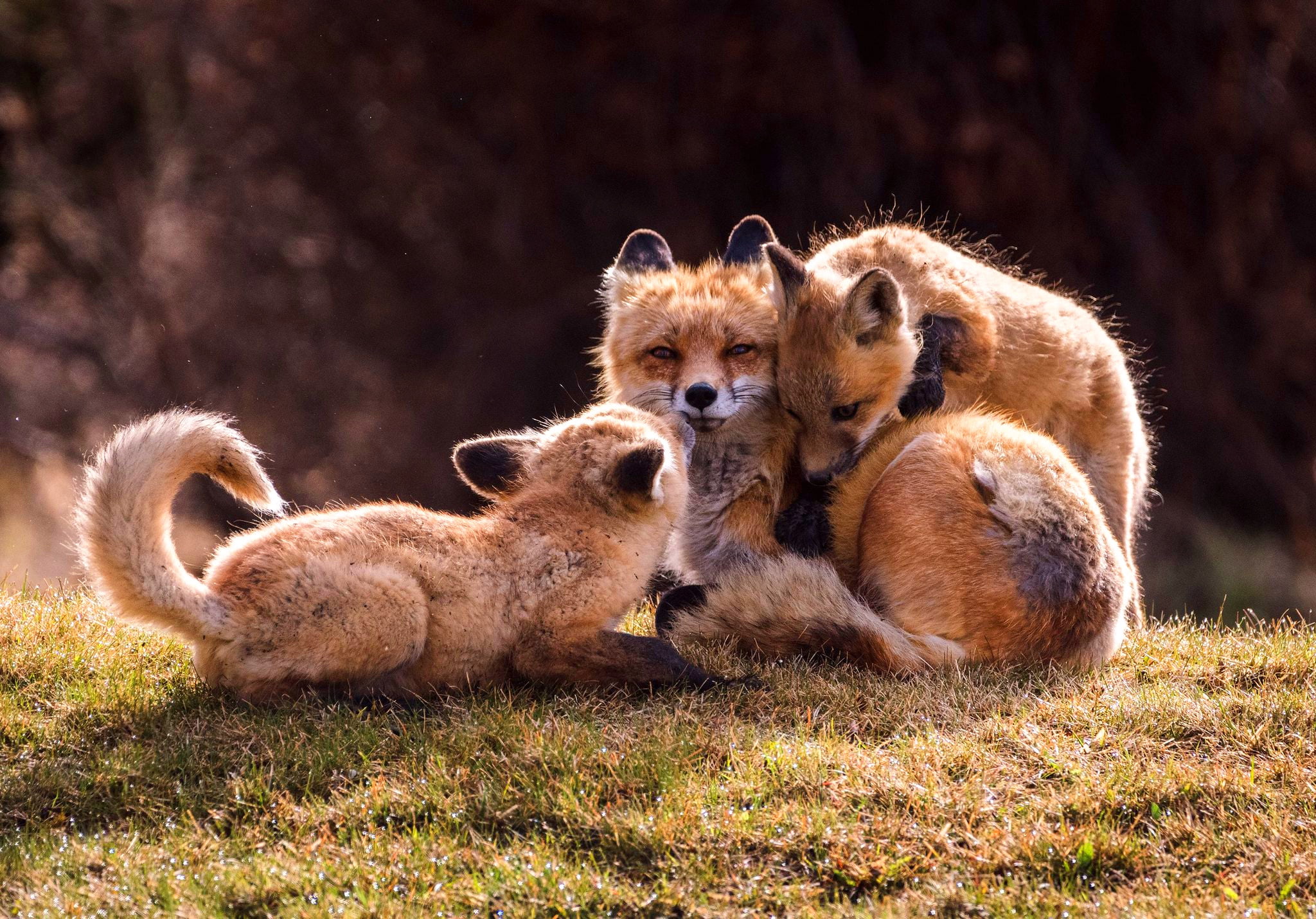 Fox, 1080P, Baby Animal, Animal, Cub, Wildlife, HD Wallpaper