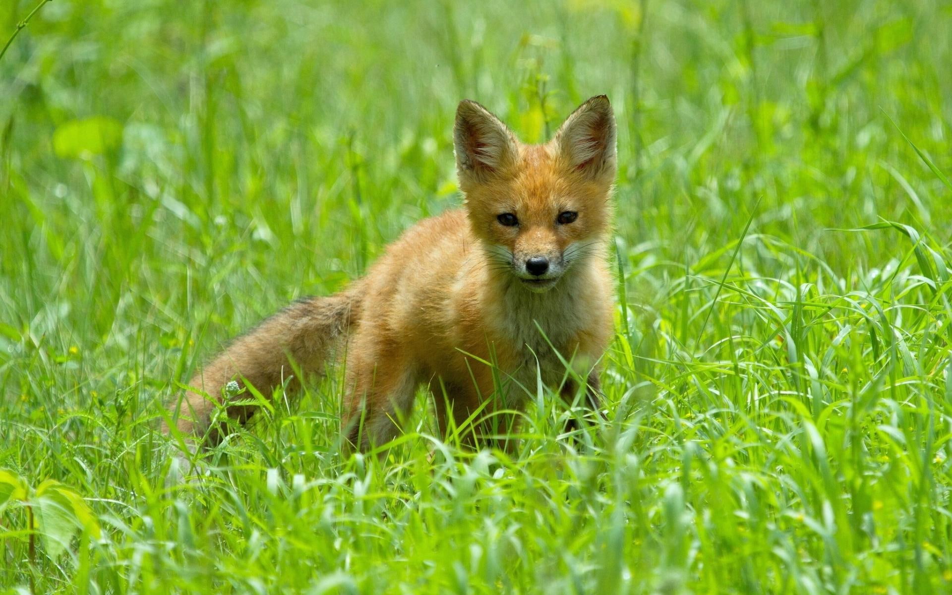 cub, cute, animal, 1080P, hd, other animals, fox, HD Wallpaper