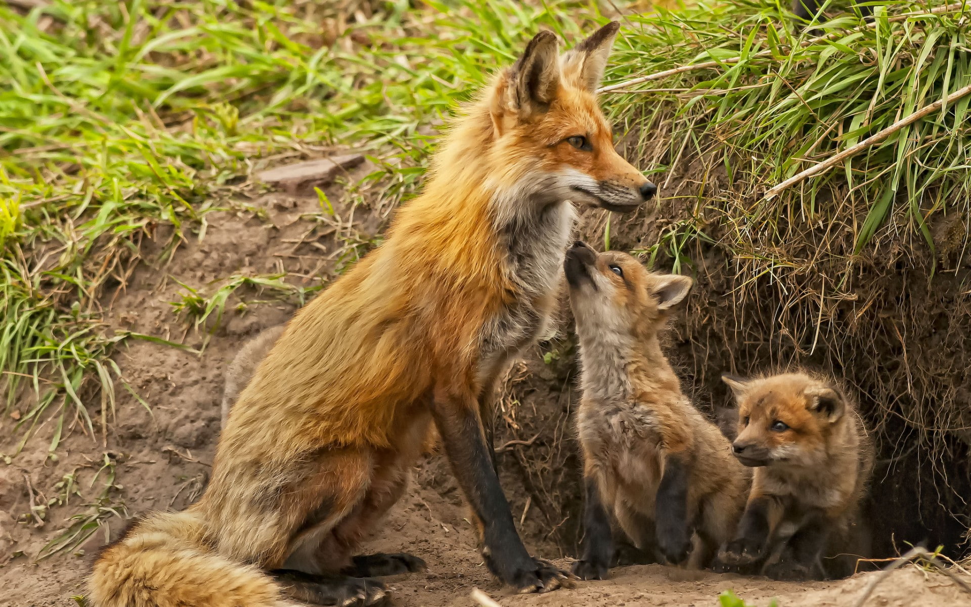 1080P, fox, babies, kids, cubs, HD Wallpaper