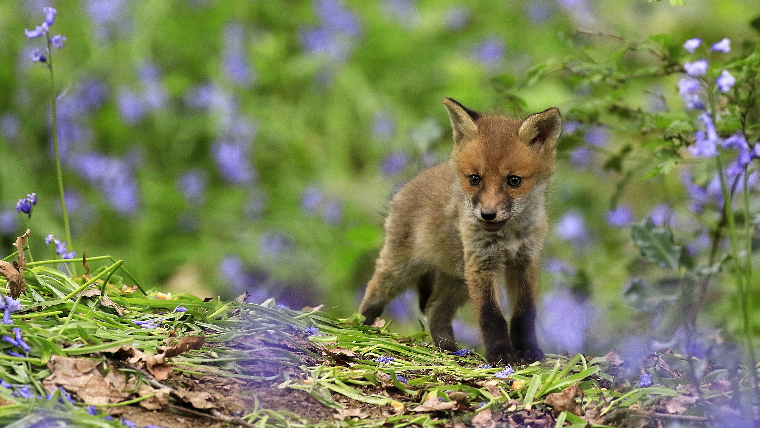 Fox, 2K, Cub, Animal, Wildlife, Baby Animal, HD Wallpaper