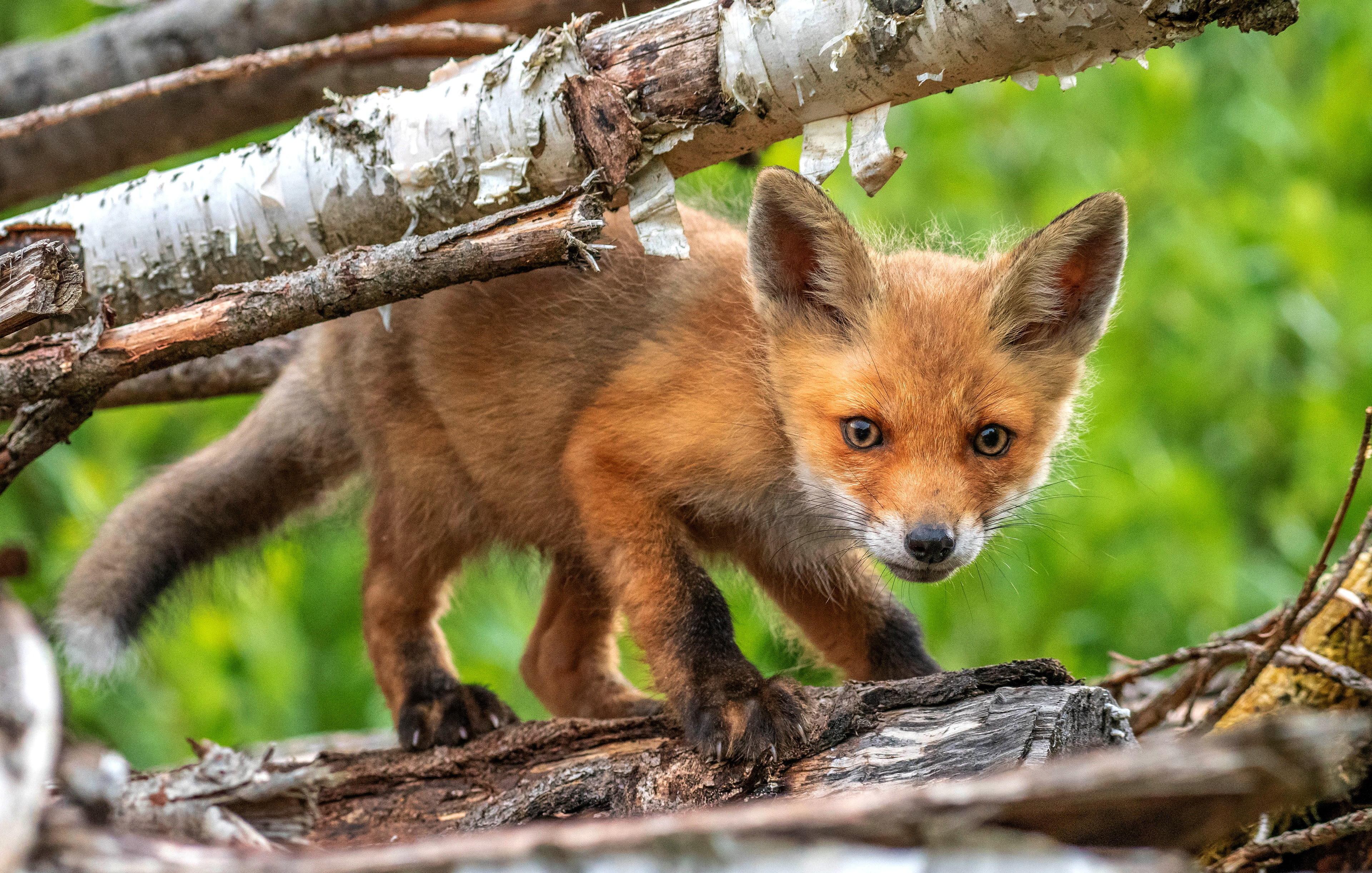 Fox, Cub, Stare, 4K, Baby Animal, Wildlife, Animal, HD Wallpaper