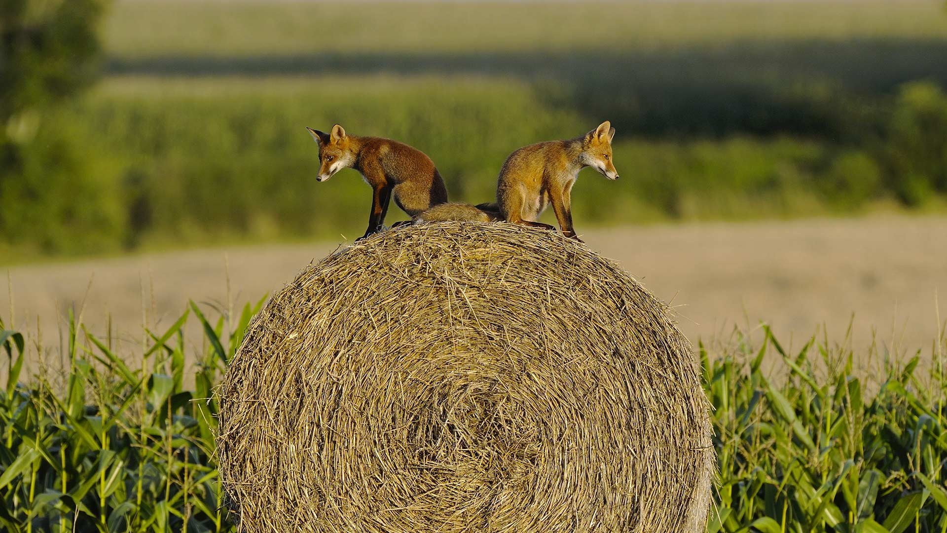 1080P, Vosges, Fox, cubs, France, HD Wallpaper