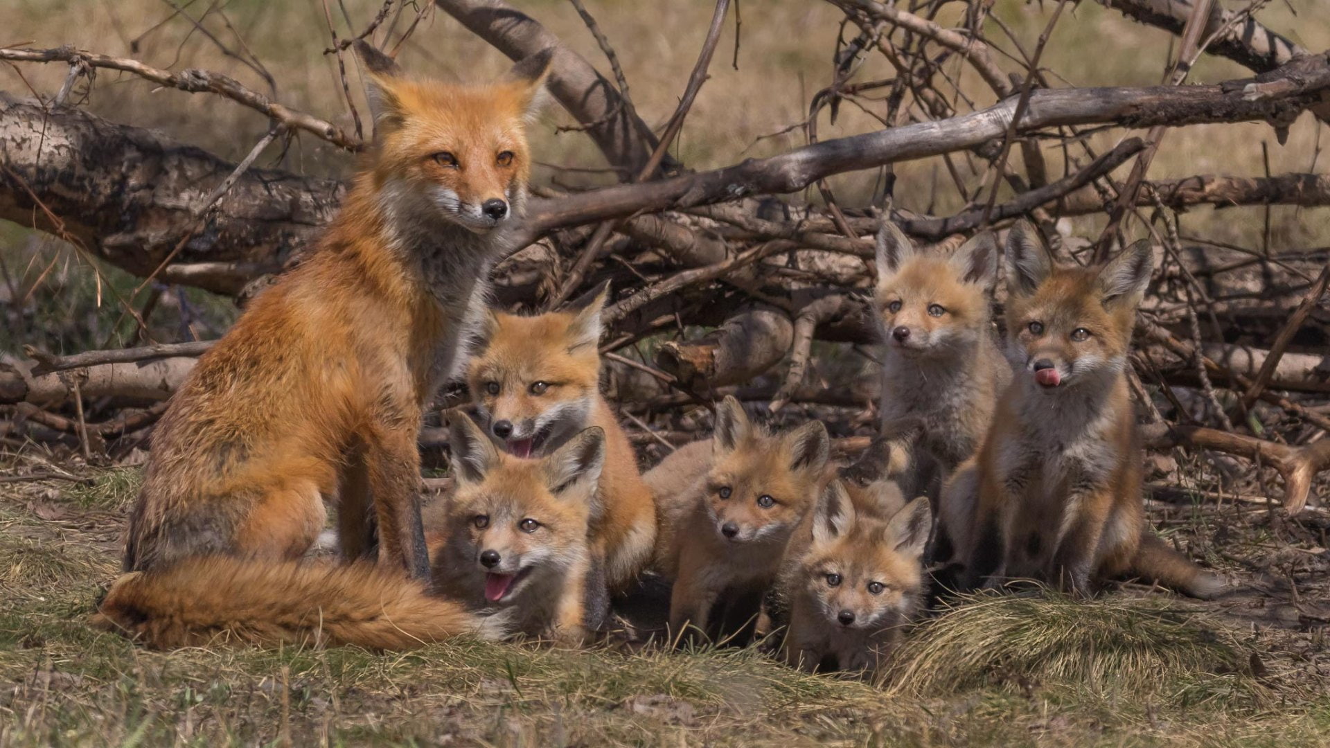 Cub, mammal, animal family, togetherness, animals in the wild, 1080P, nature, young animal, four animals, land, Fox, Wildlife, group of animals, sitting, HD Wallpaper