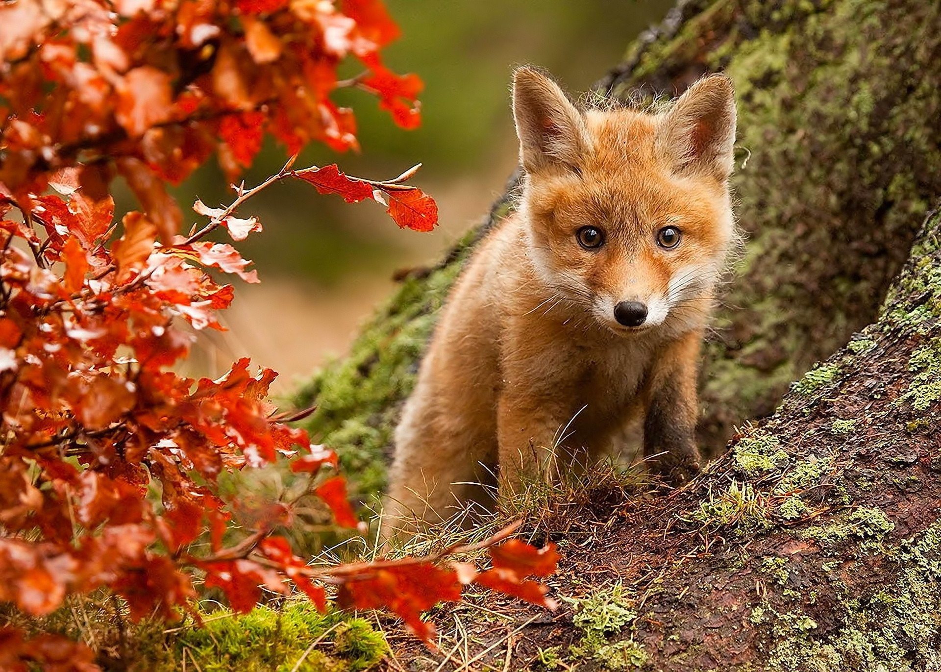 Fall, Baby Animal, Fox, Cub, 1080P, Animal, HD Wallpaper