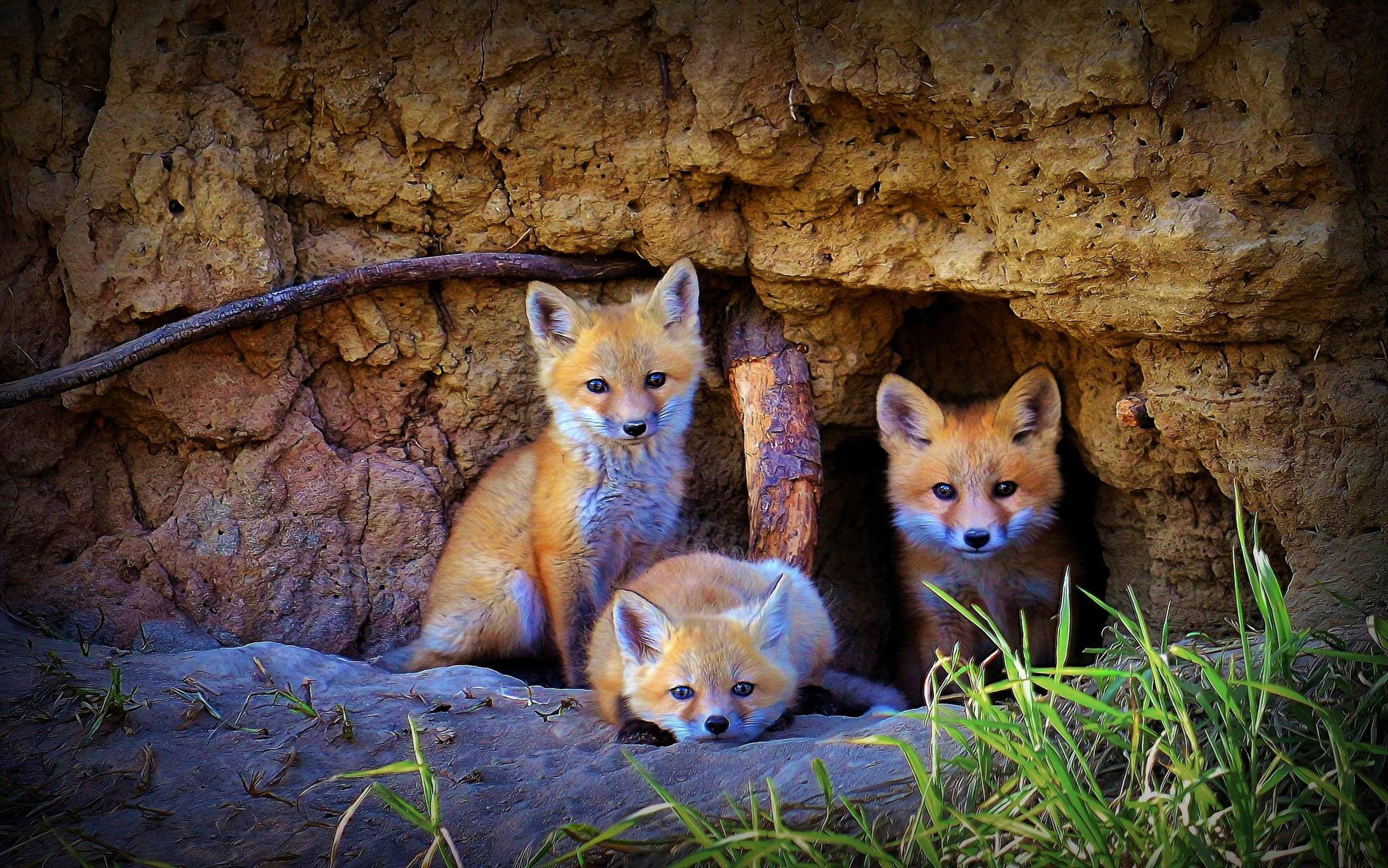 three, fox, 2K, hd, family, cubs, HD Wallpaper