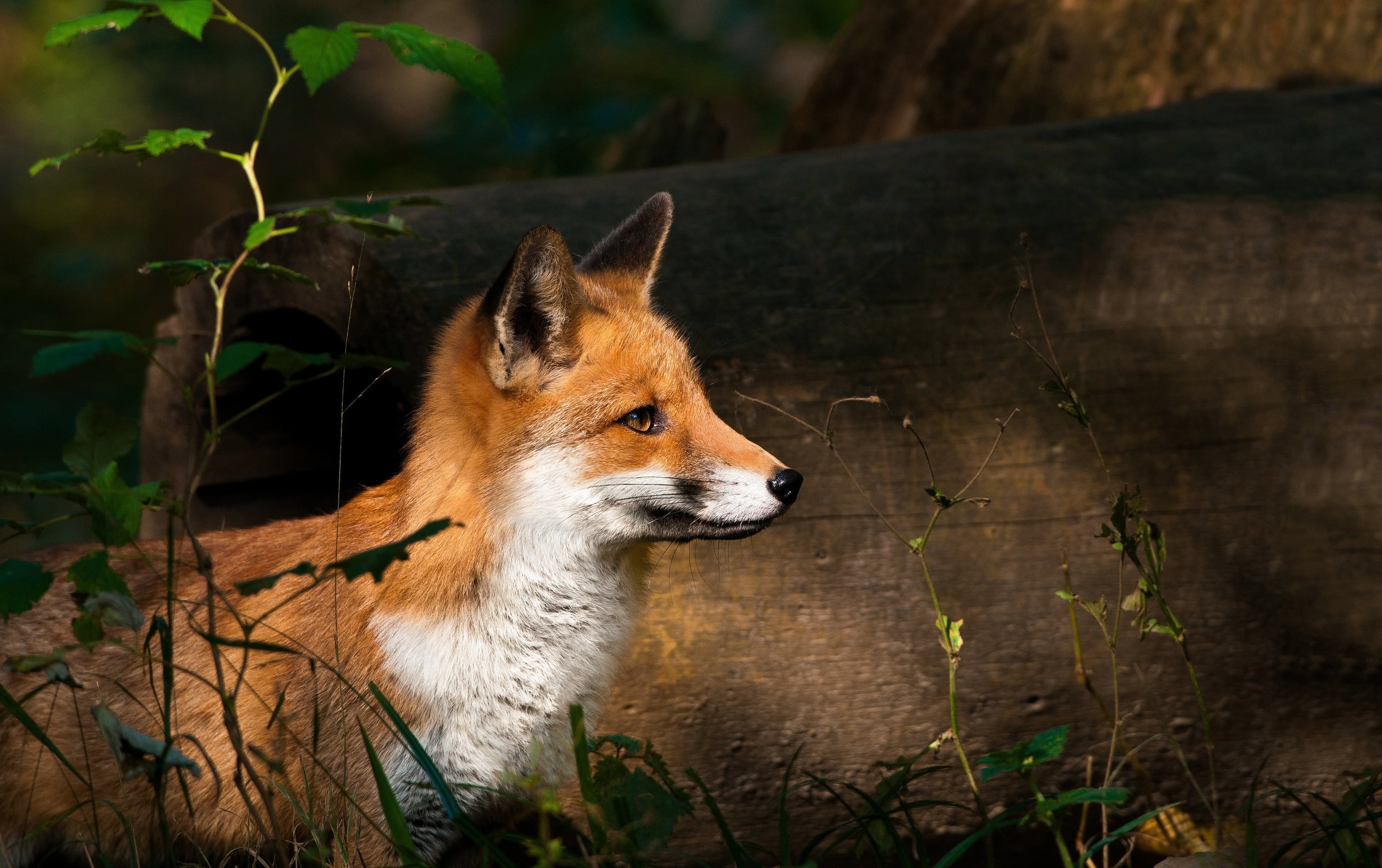 sunlight, animals In The Wild, red Fox, plant, outdoors, nature, no People, shade, animal, fox cub, tree, animal head, mammal, animals Hunting, 1080P, HD Wallpaper