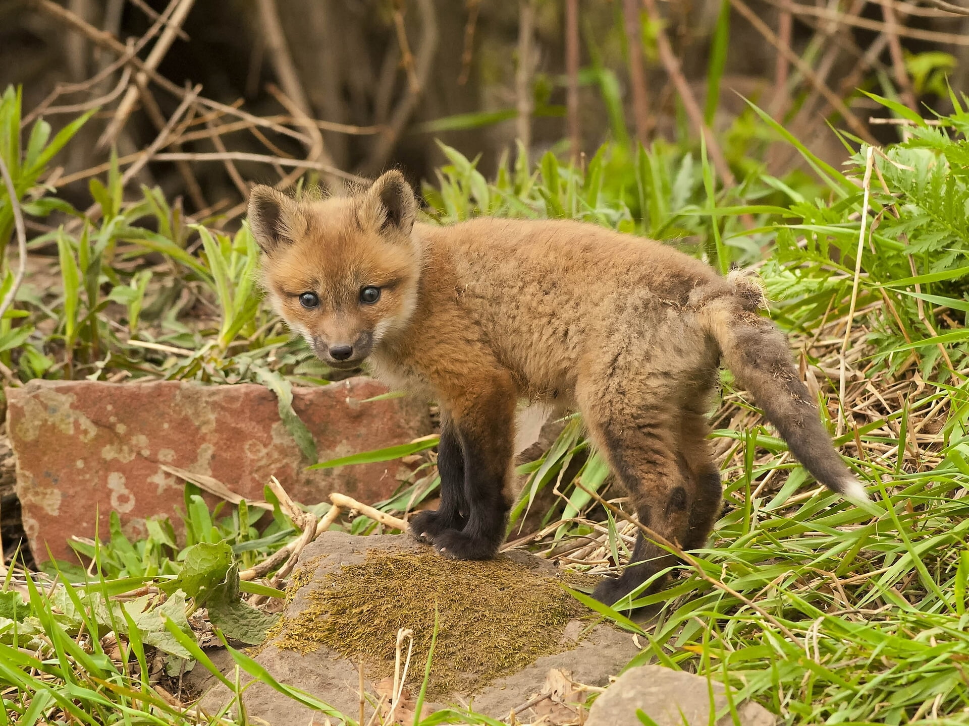 looking at camera, vertebrate, close-up, cub, land, plant, animal, full length, 1080P, young fox, wildlife, looking, young Animal, grass, animals In The Wild, HD Wallpaper