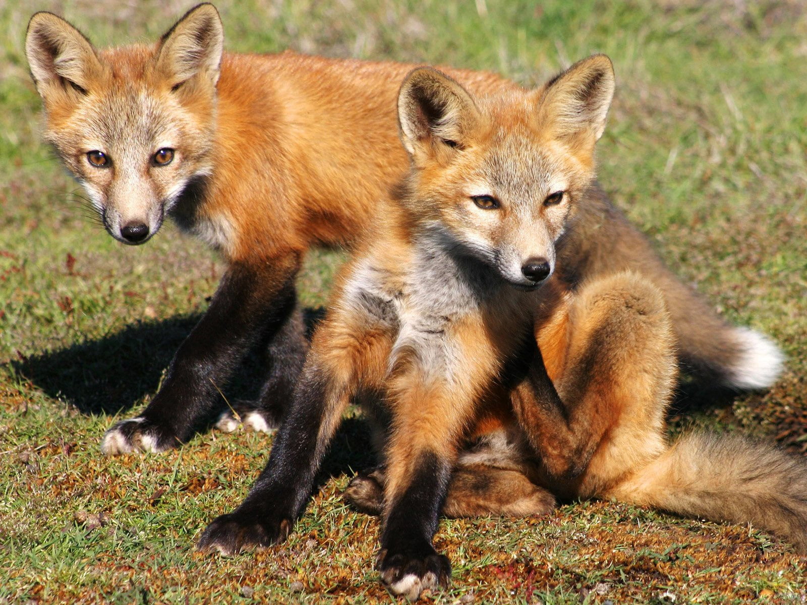 mammal, color Image, group of animals, animal, animal wildlife, portrait, fox, carnivore, looking at camera, red Fox, canine, looking, outdoors, wildlife, HD Wallpaper
