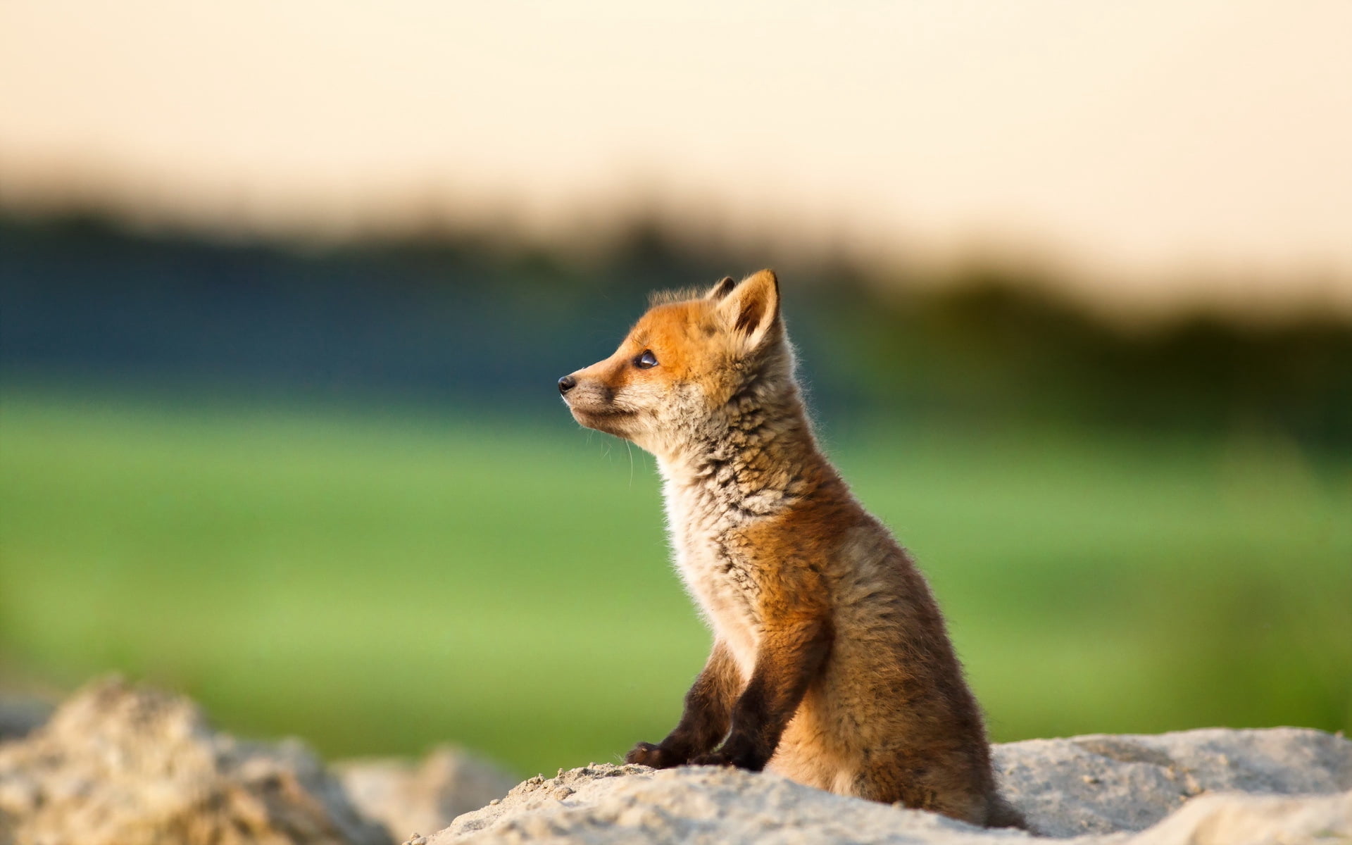 chipmunk, cub, mammal, grass, vertebrate, sitting, looking, young Animal, fox, no People, rock - object, white, animals And Pets, looking away, squirrel, HD Wallpaper