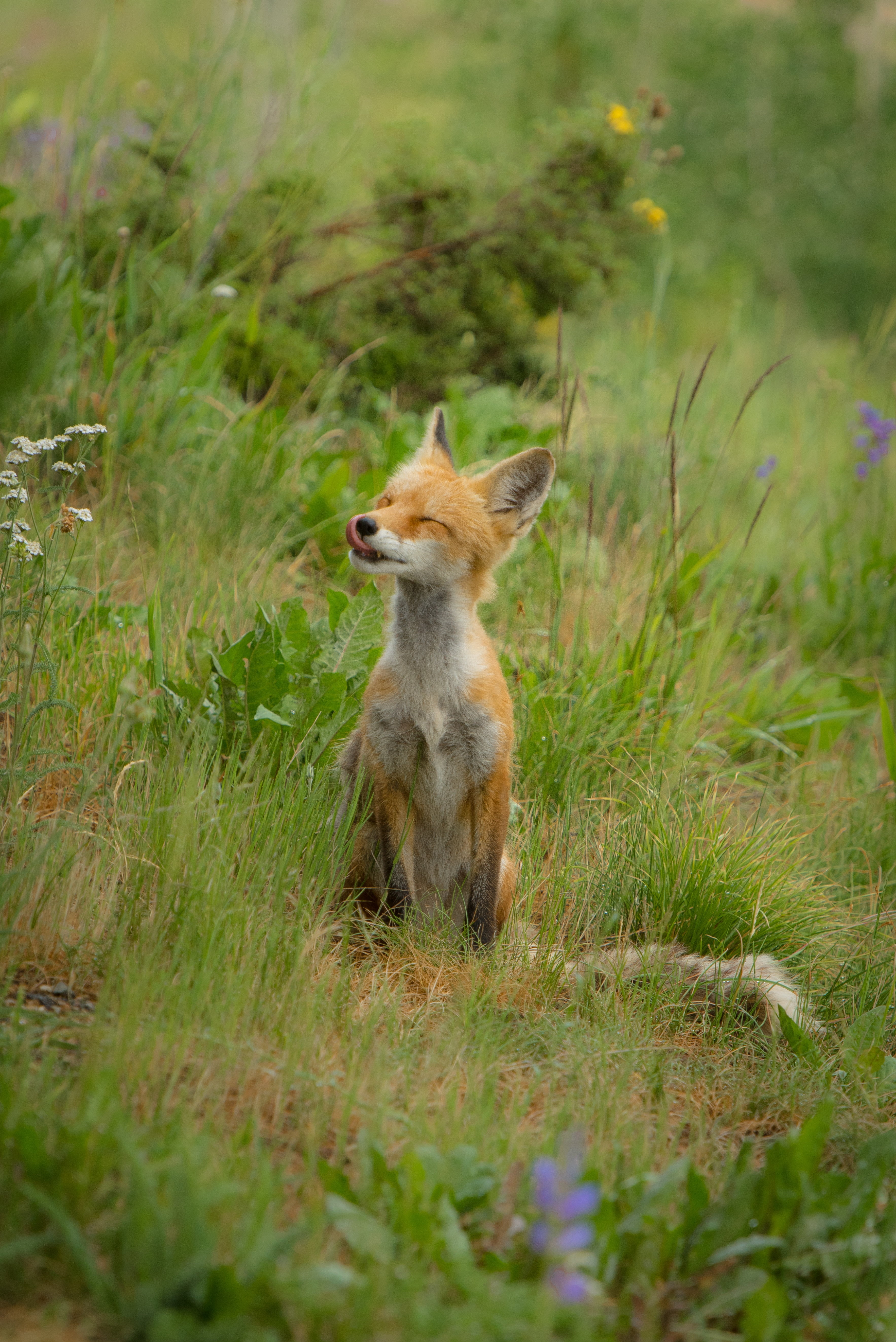 fox, cub, land, growth, sitting, plant, outdoors, day, animal themes, standing, nature, grass, 5K, animals in the wild, animal wildlife, one animal, field, Phone HD Wallpaper