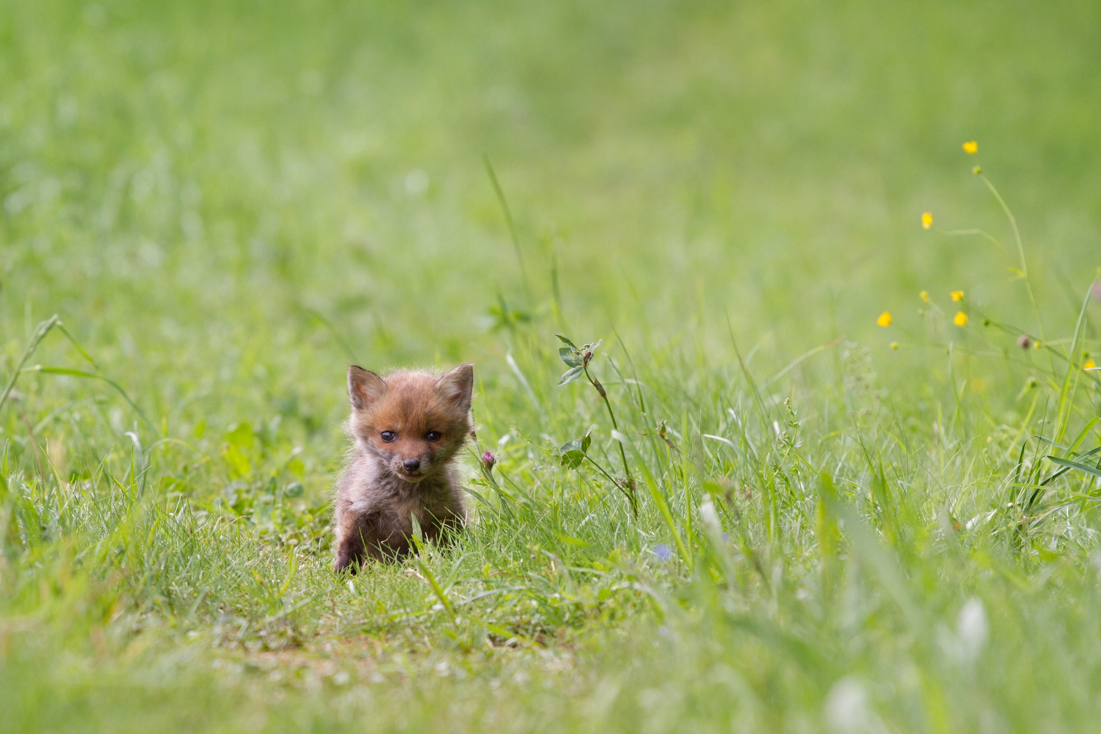 2K, grass, cub, fox, HD Wallpaper