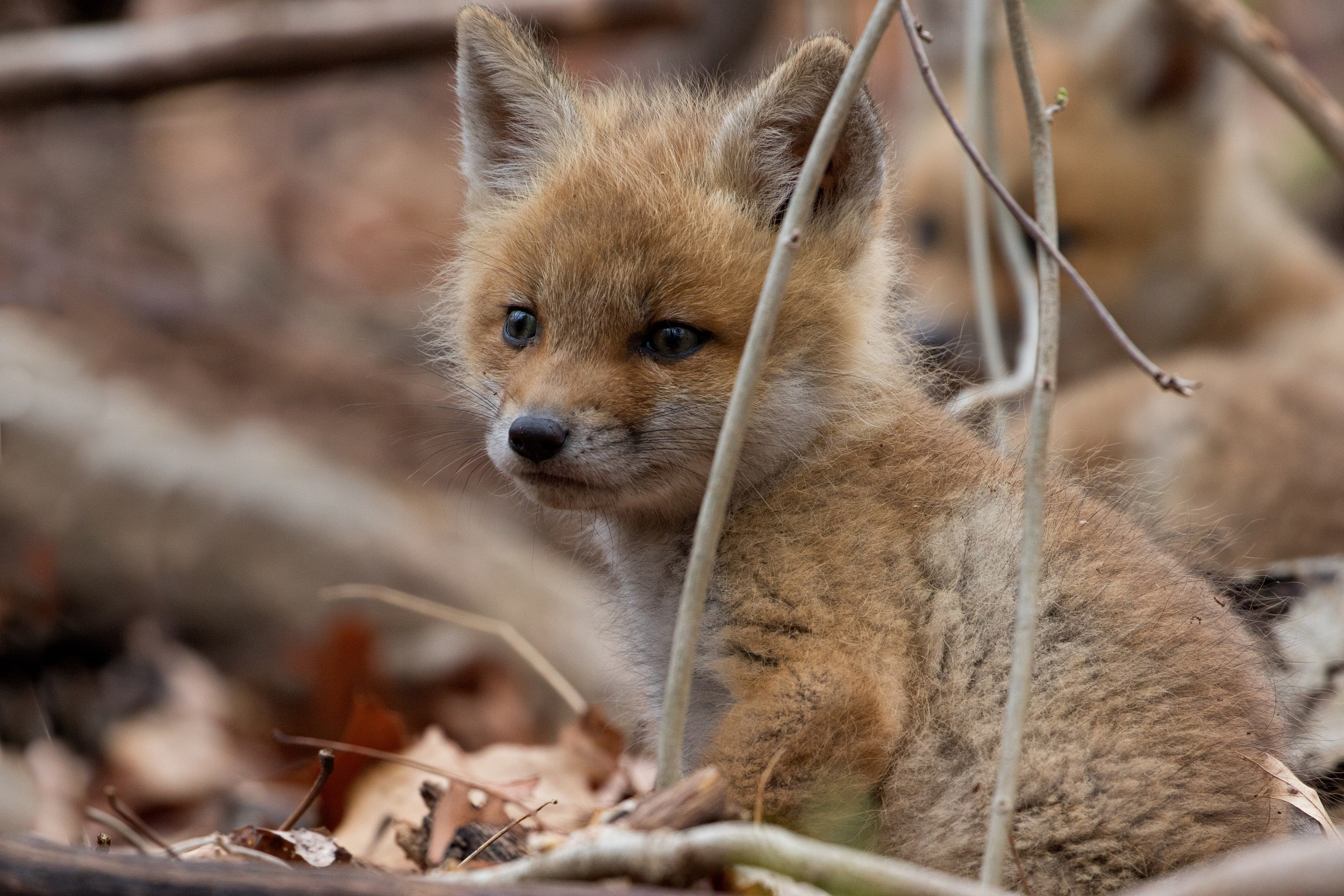 cub, baby, fox, animal, 4K, wildlife, HD Wallpaper