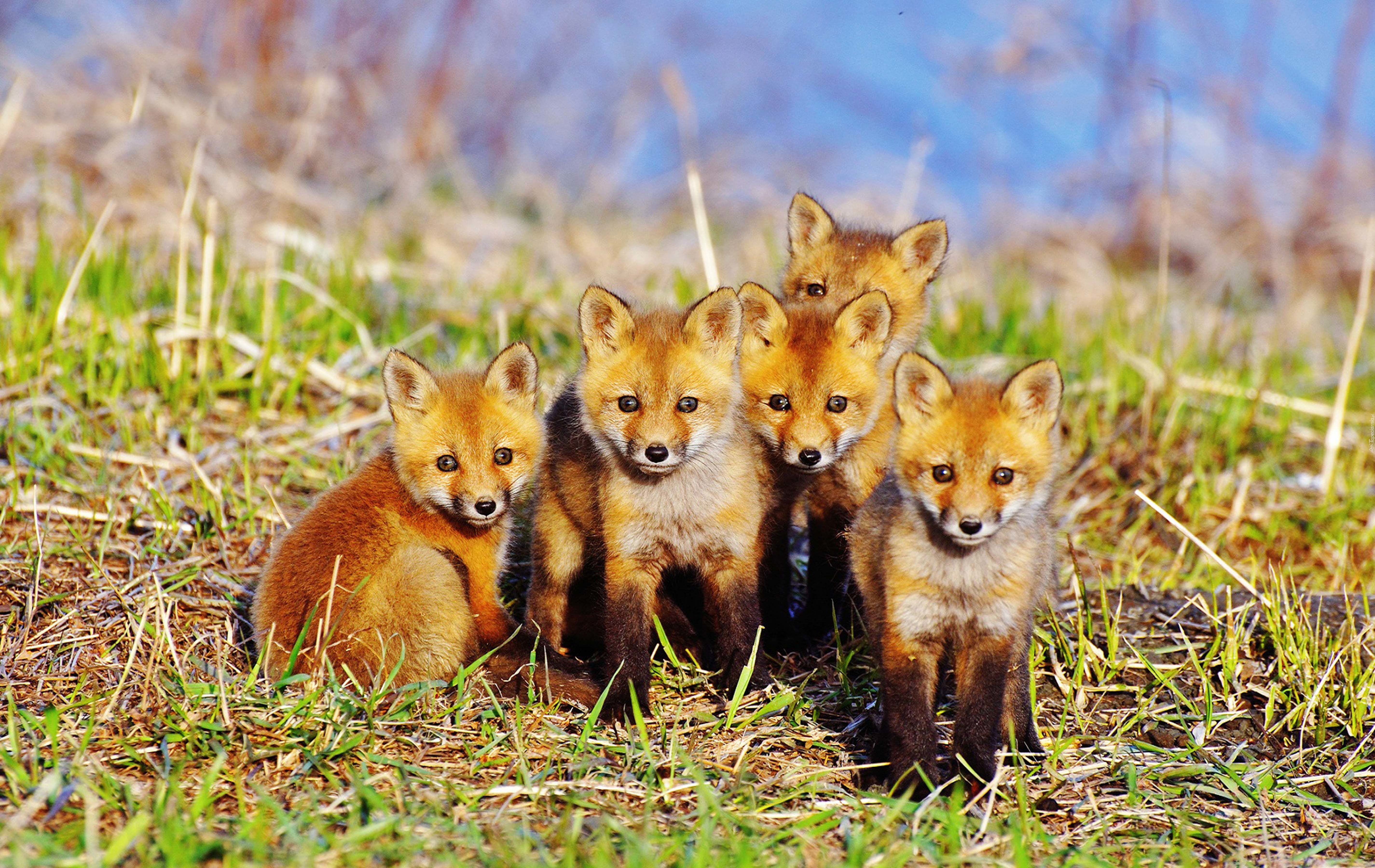 group of animals, cubs, fur, green Color, carnivore, small, canine, orange, five, wildlife, brown, vertebrate, plant, forest, red Fox, fox, animal wildlife, HD Wallpaper