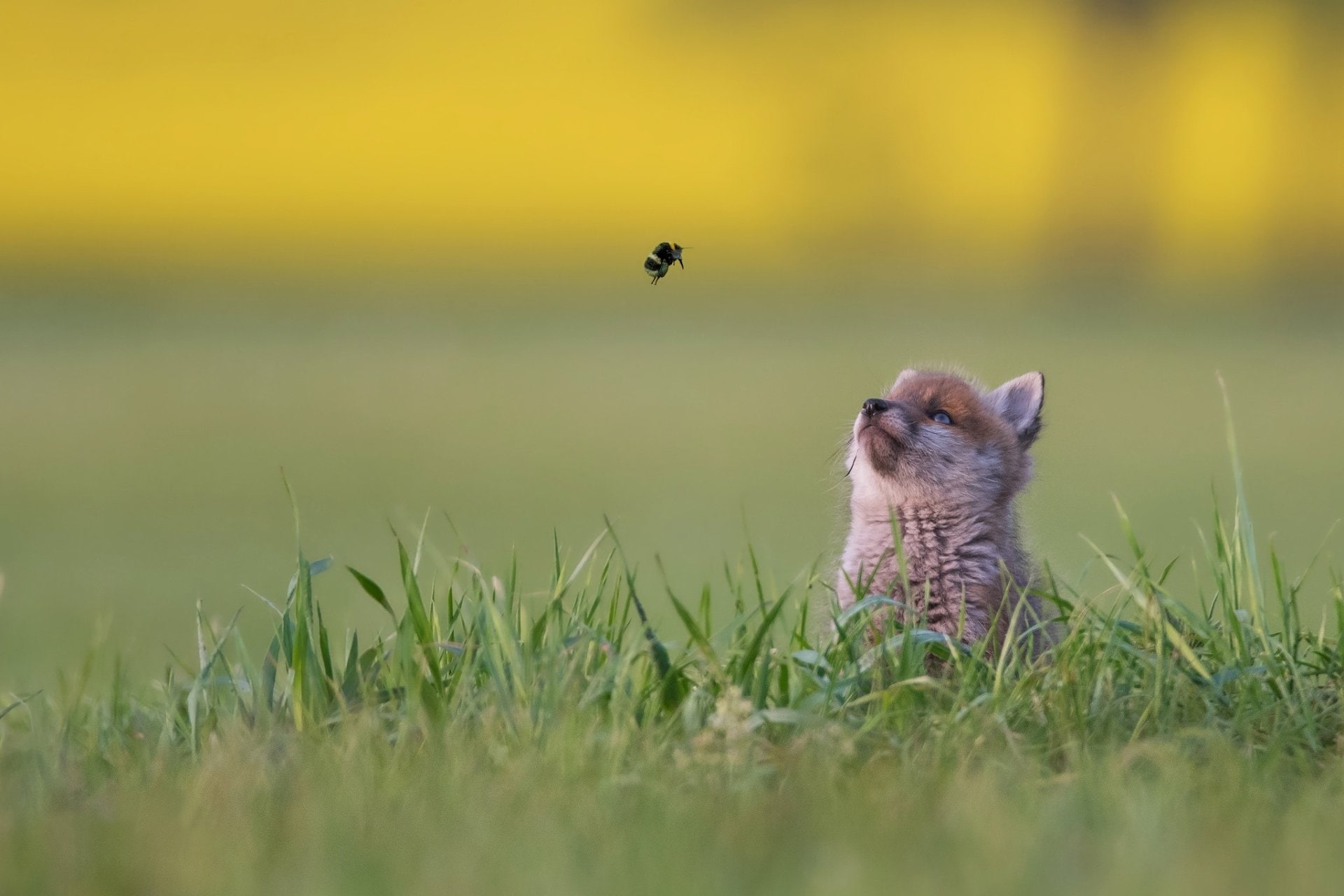 Wildlife, Cub, Fox, Animal, Baby Animal, 1080P, HD Wallpaper