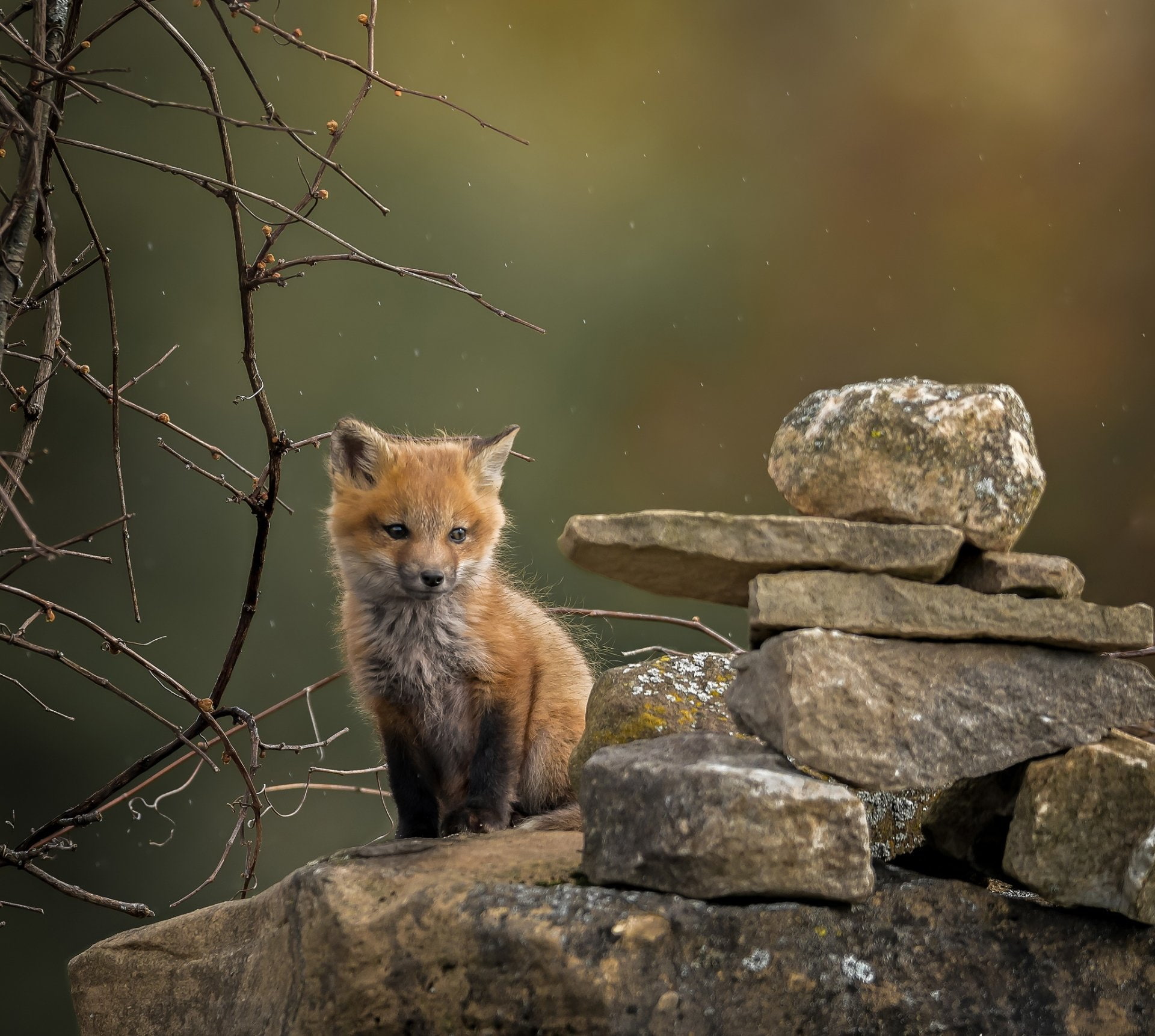 Wildlife, Stone, Fox, Animal, Cub, 1080P, Baby Animal, HD Wallpaper