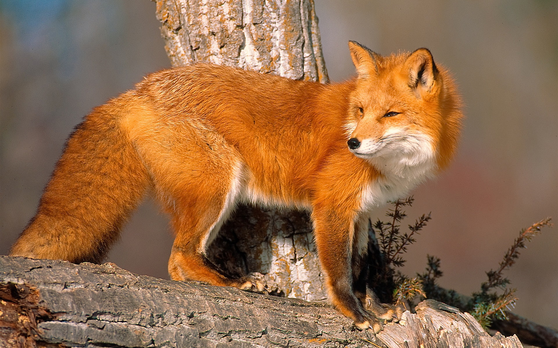 1080P, Look, Animals, Back, Fox, close, HD Wallpaper