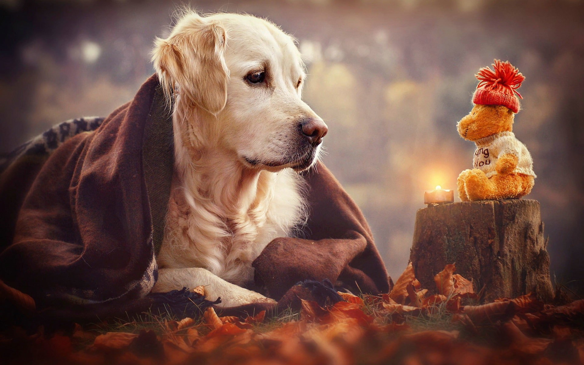retriever, Toy, 1080P, golden, Dog, Look, HD Wallpaper