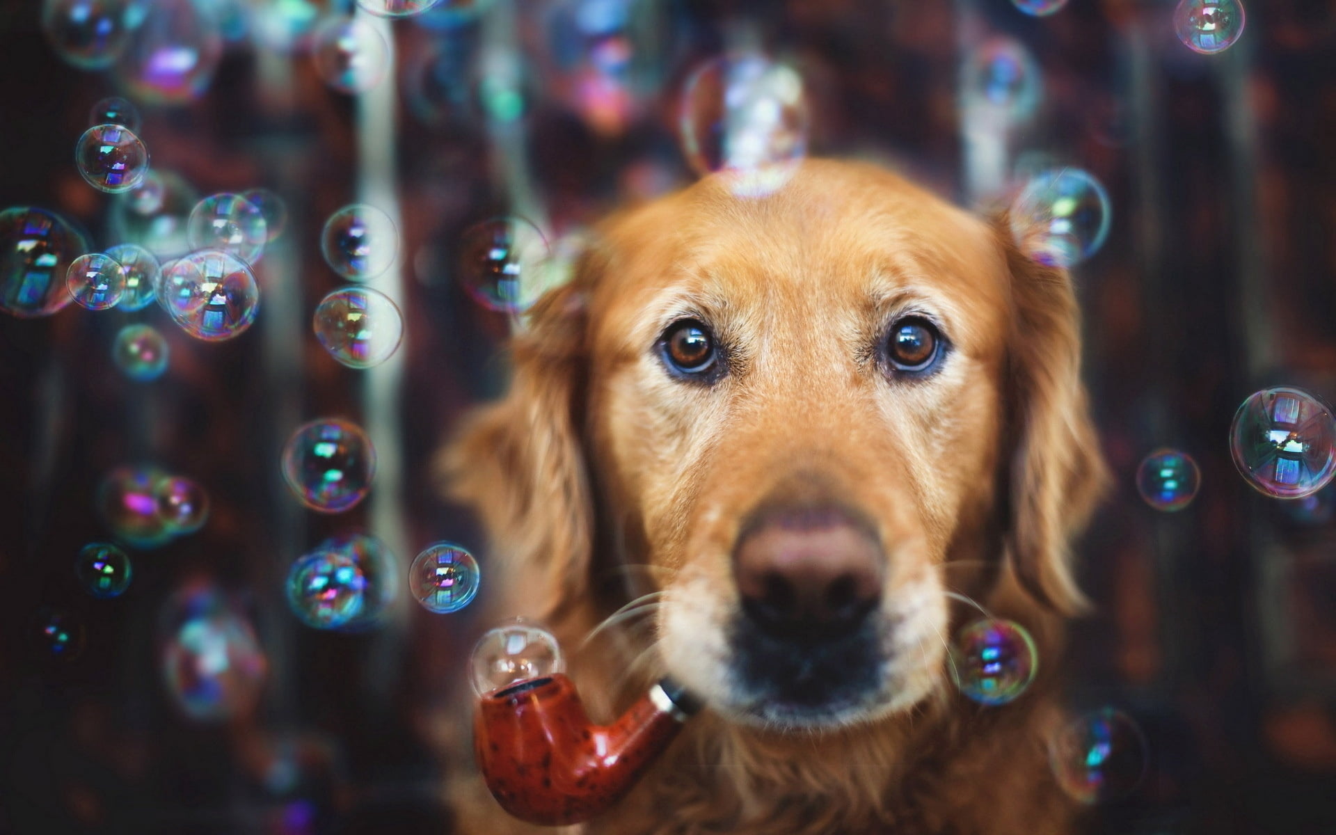 canine, close-up, backgrounds, animal body part, selective focus, tube, 1080P, bubble, portrait, dog, blowing, vertebrate, domestic, animal themes, retriever, HD Wallpaper