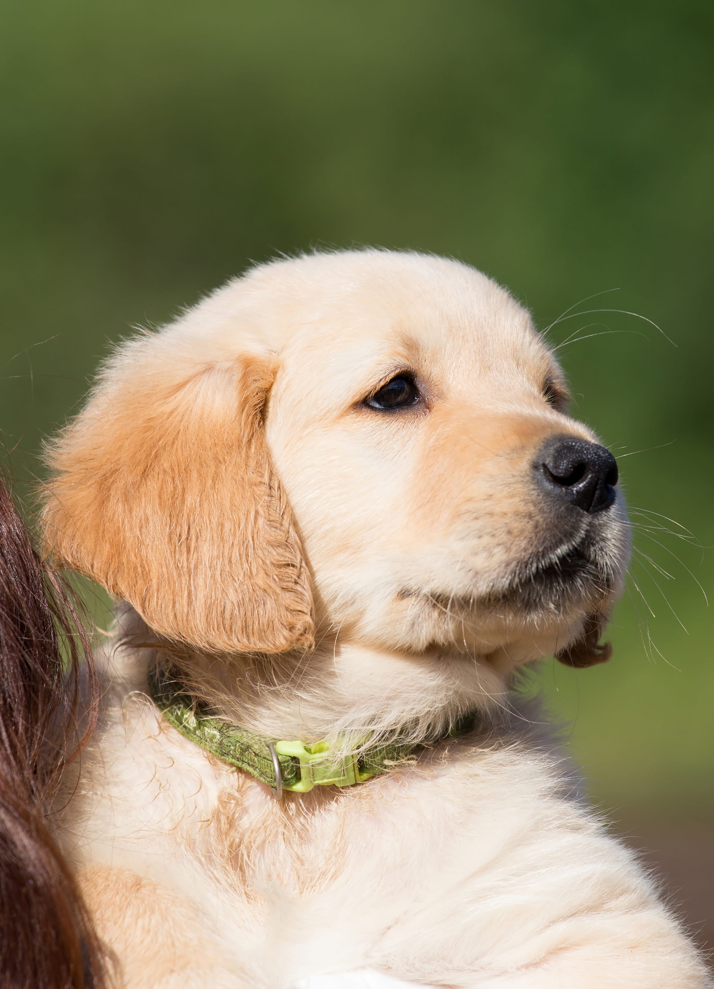 looking away, animal body part, close-up, canine, hundeportrait, young animal, young, in the, no people, retriever, mammal, pet, focus on foreground, pets, Phone HD Wallpaper