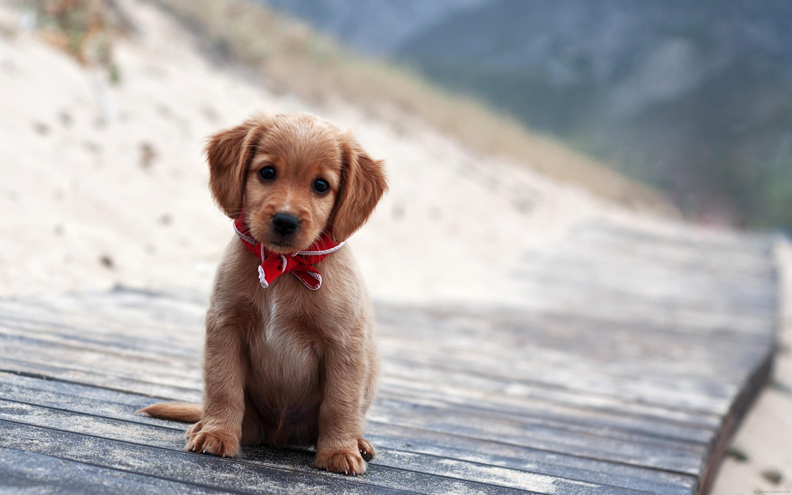animal, retriever, golden, puppy, scarf, 2K, dog, red, dark, HD Wallpaper