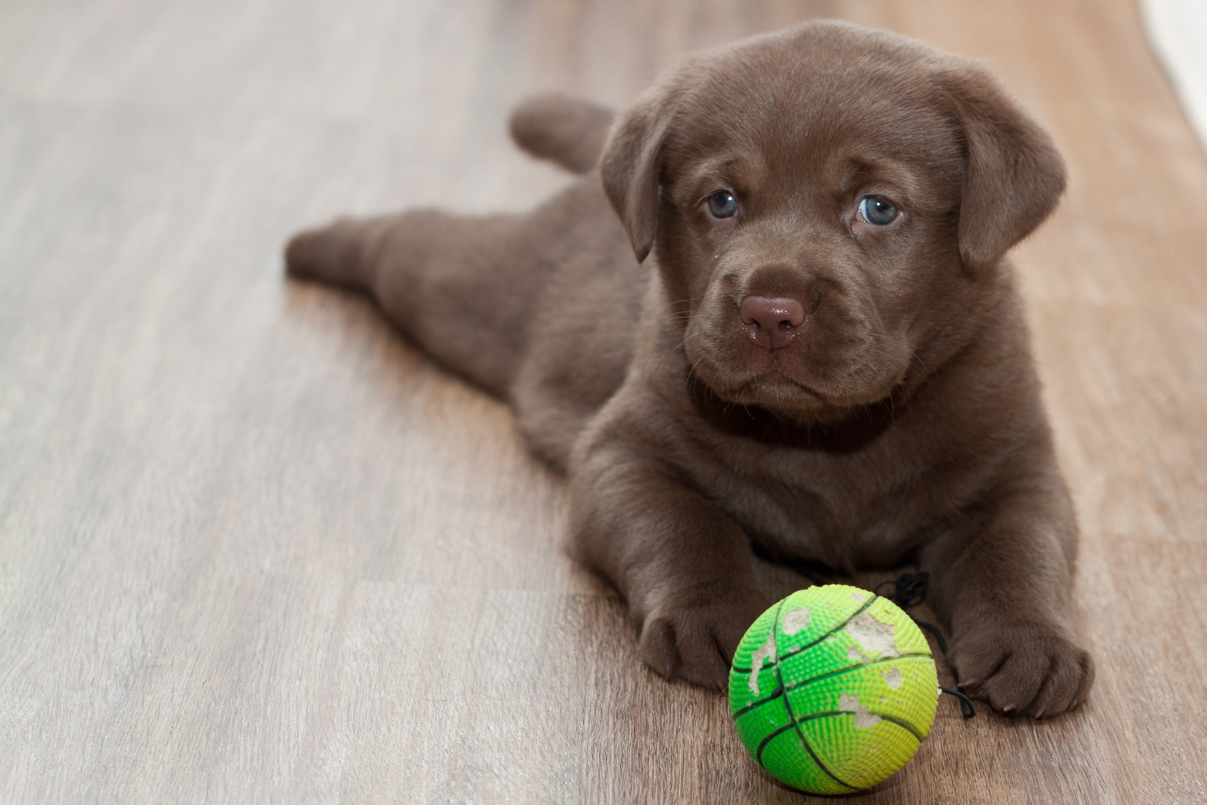 friendship, tennis ball, portrait, sport, canine, ball, cute, labrador, puppy, one animal, fun, mammal, sports equipment, dog, no People, small, 1080P, HD Wallpaper