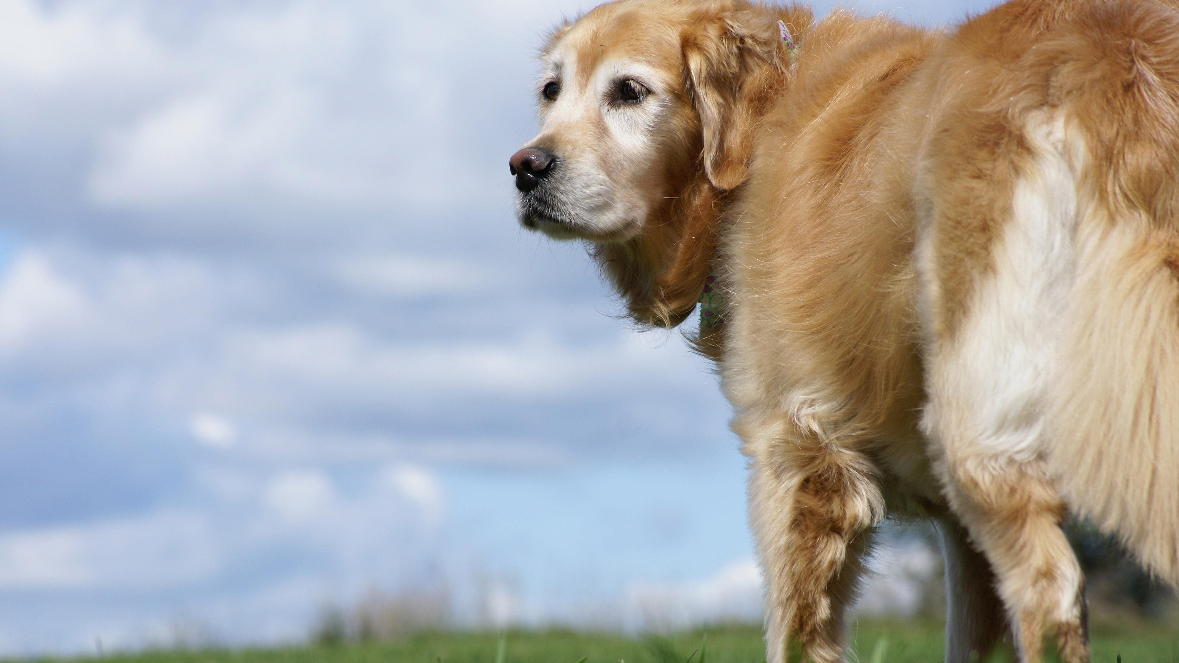 animals, old, 3840x2160, golden retriever, golden, retriever, 4K, dog, HD Wallpaper