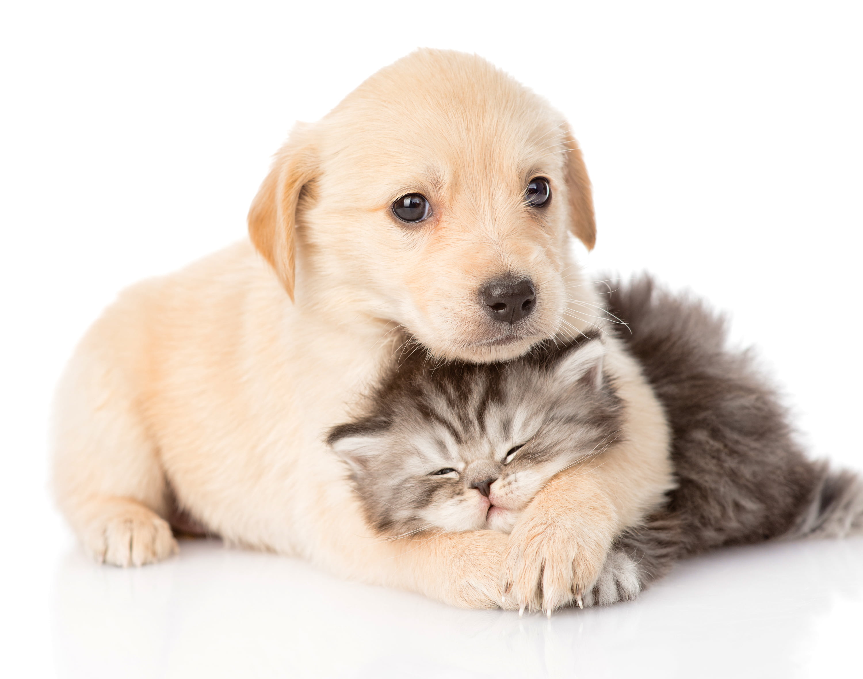 animal themes, persian, kids, indoors, studio Shot, cut Out, pets, friendship, sleeping, animals And Pets, puppy, looking At Camera, portrait, playful, HD Wallpaper