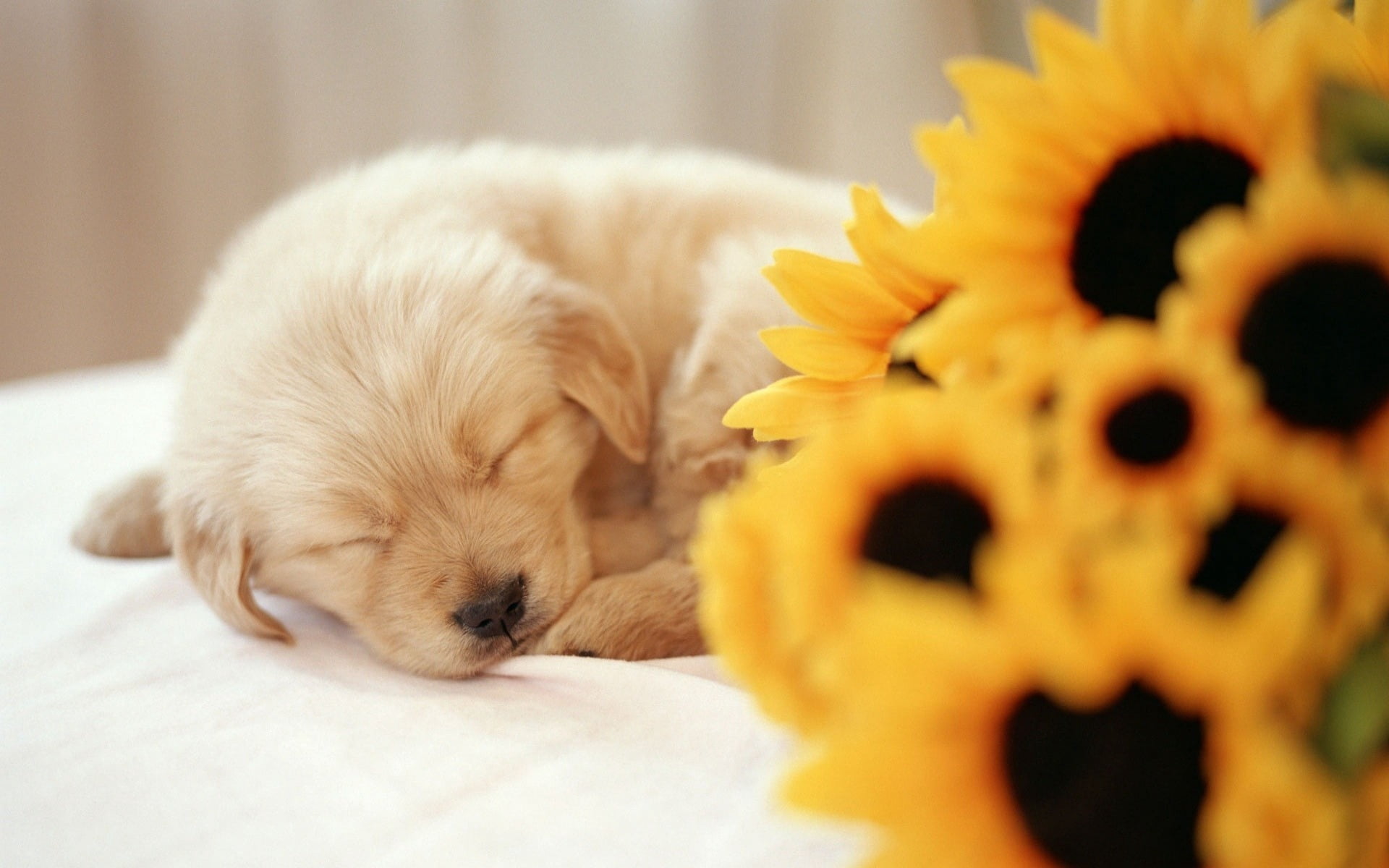 sleeping, young Animal, pets, domestic Animals, relaxation, indoors, cozy, toy, yellow Labrador Retriever, close-up, sleep, face, mammal, animals And Pets, HD Wallpaper