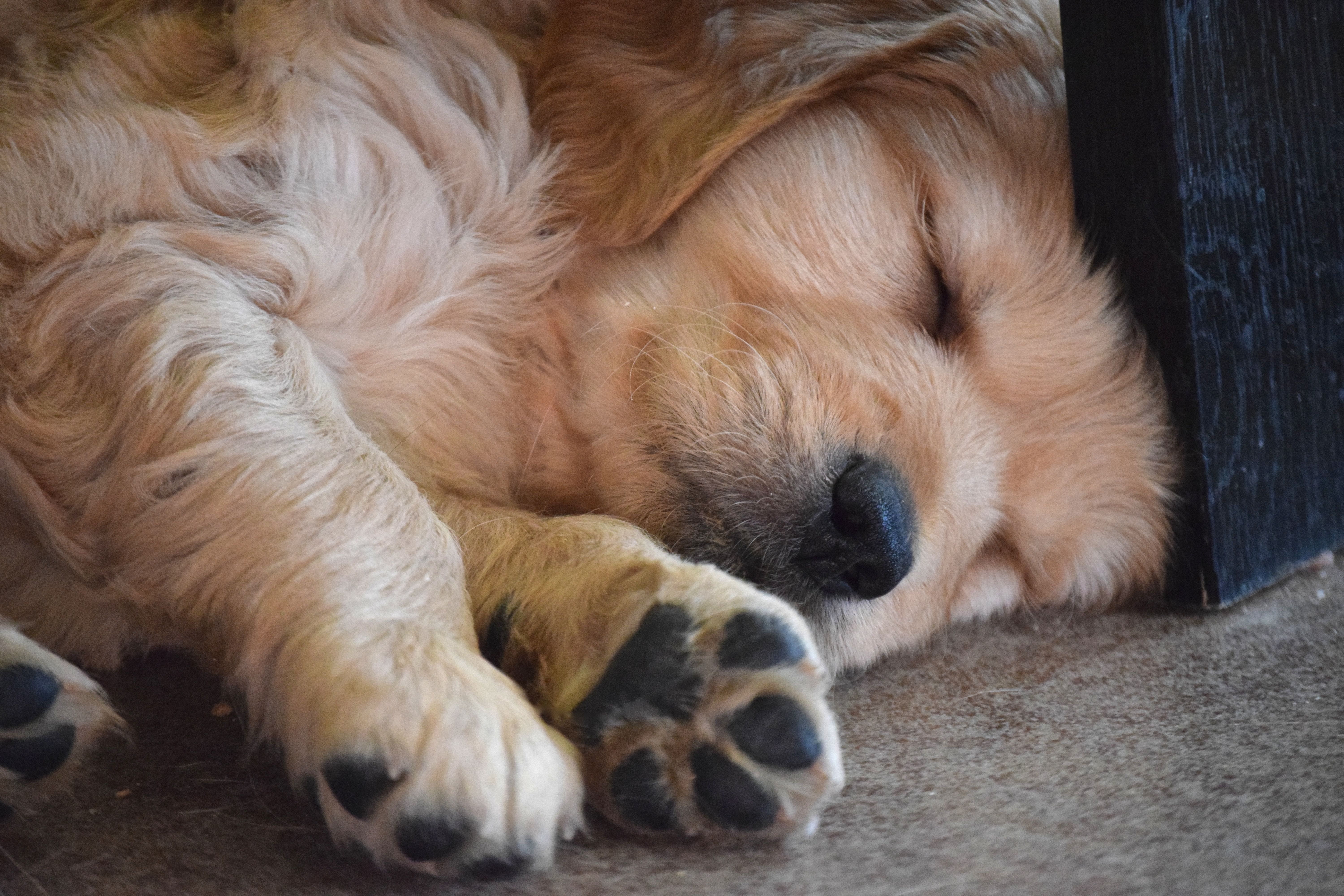 vertebrate, Golden Retriever, relaxation, Sleeping, Paws, animal head, canine, one animal, mammal, resting, golden, cute, animal, animal themes, domestic, HD Wallpaper