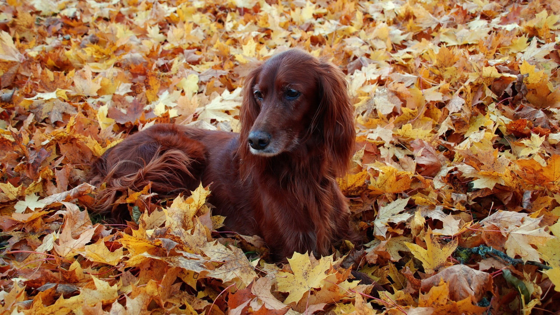 autumn collection, setter, animals, animal head, purebred Dog, leaves, red, nature, pets, vertebrate, animal, dry, close-up, lying, one animal, looking, HD Wallpaper