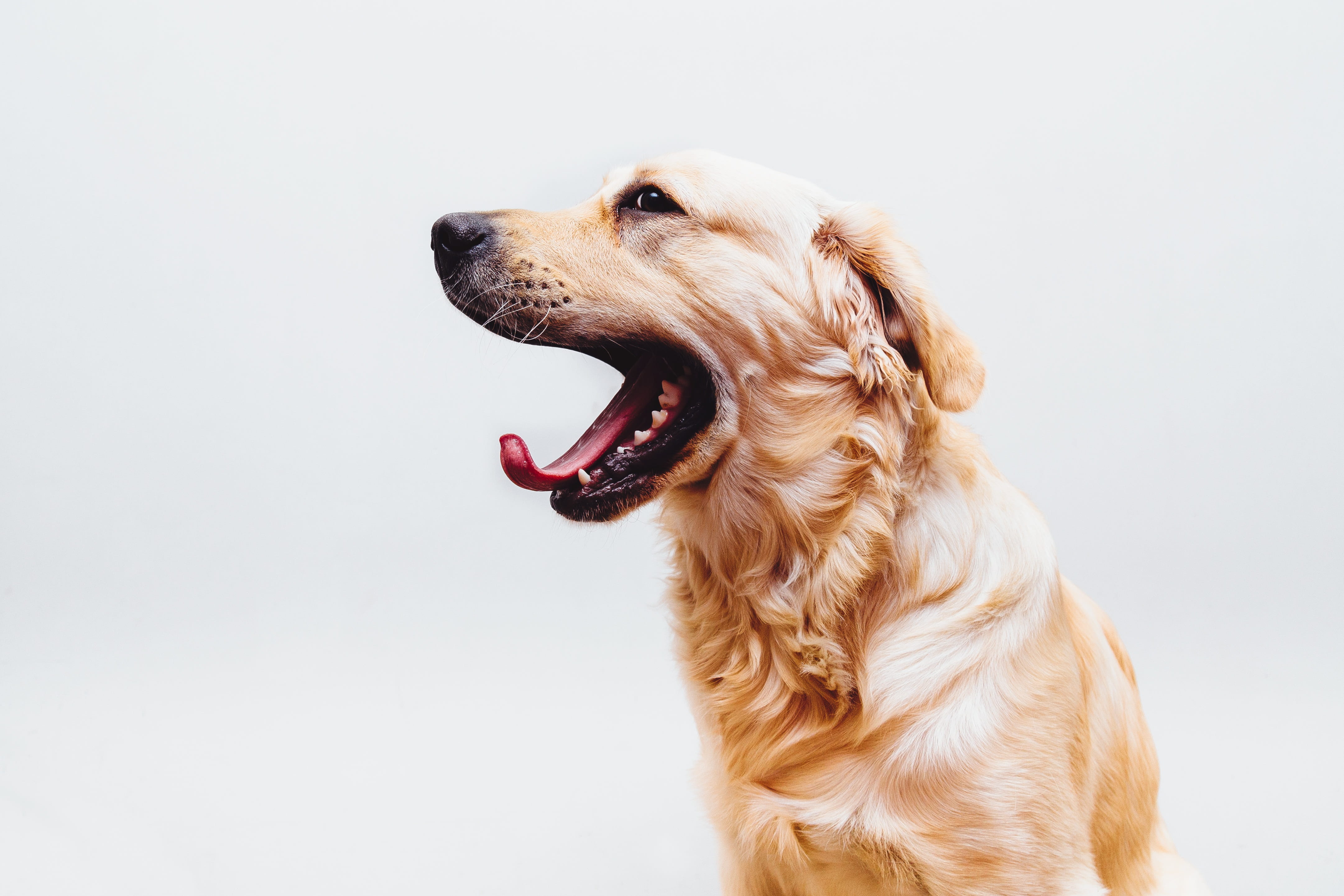 studio shot, vertebrate, dog, yawn, domestic animals, profile view, mammal, pet, 4K, close-up, animal themes, purebred dog, copy space, animal body part, HD Wallpaper