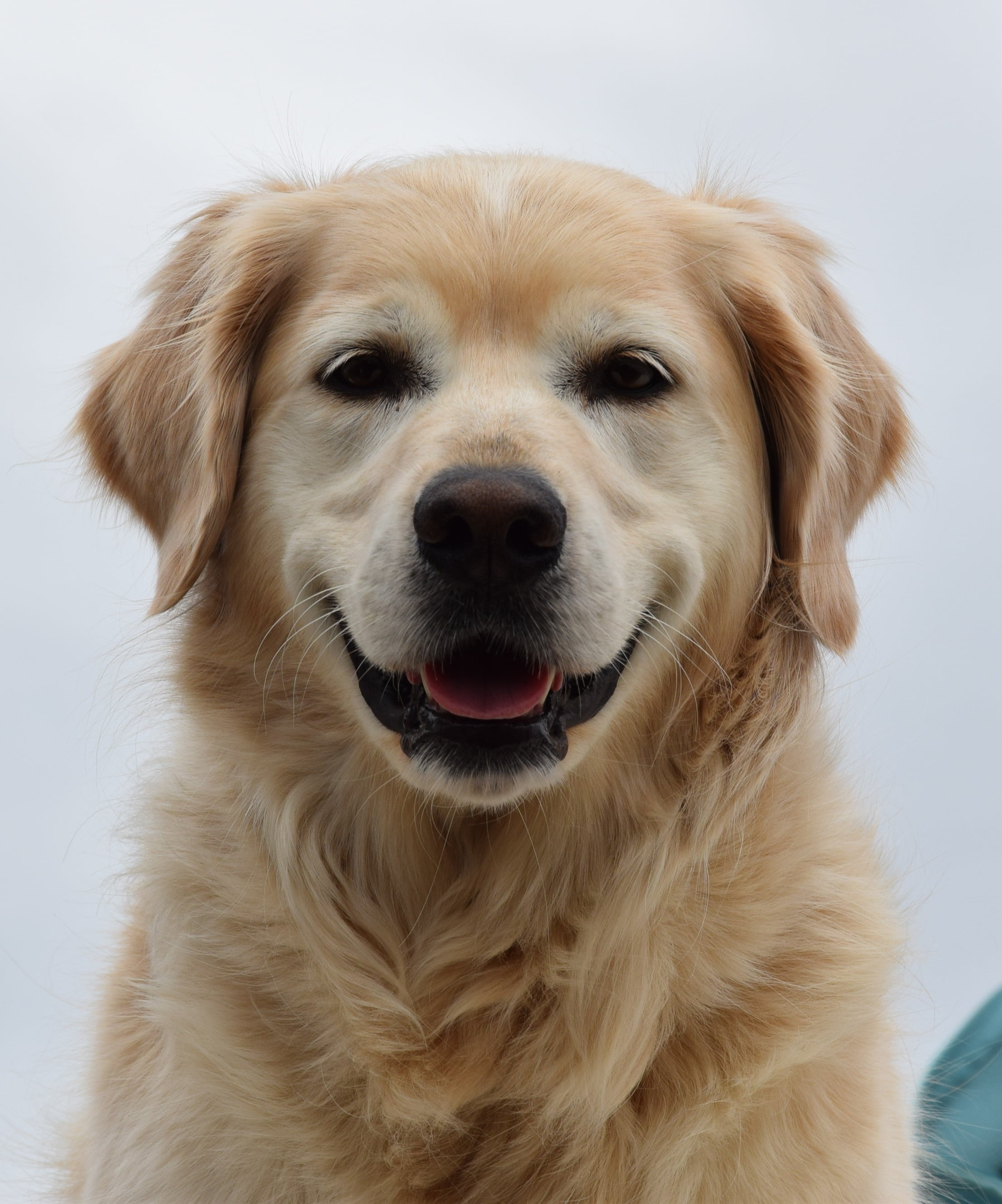 finja, small, domestic animals, mouth open, golden retriver, animal body part, golden, pets, one animal, retriever, adult, 2K, domestic, no people, looking at camera, Phone HD Wallpaper