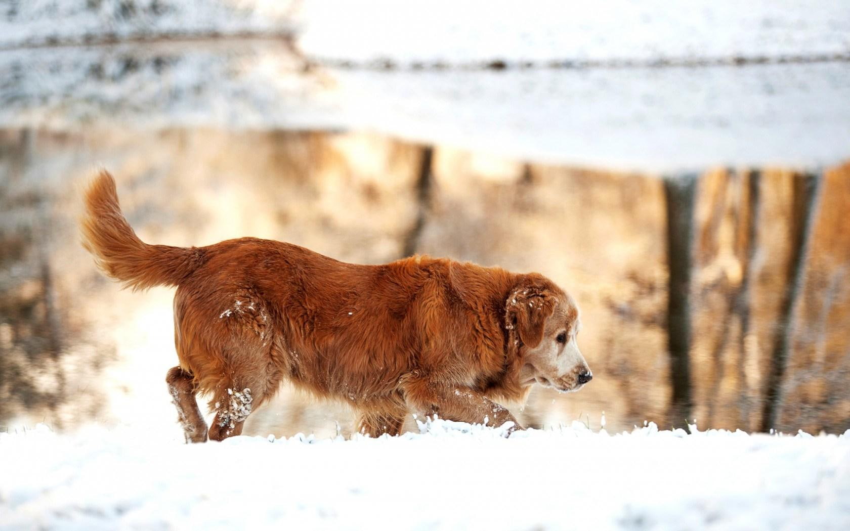 double, nature, 720P, dog, tan, lake, medium, retriever, snow, winter, coat, golden, HD Wallpaper