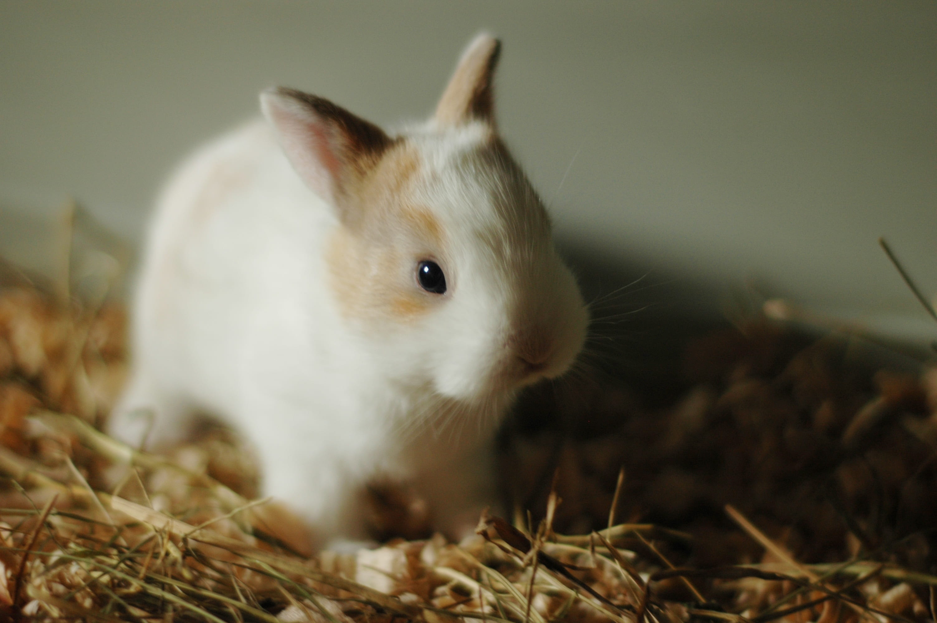 day, looking, looking away, green, small, animal body part, 2K, young, pets, fur, nature, vertebrate, cute, rabbit, no people, animal wildlife, rodent, HD Wallpaper