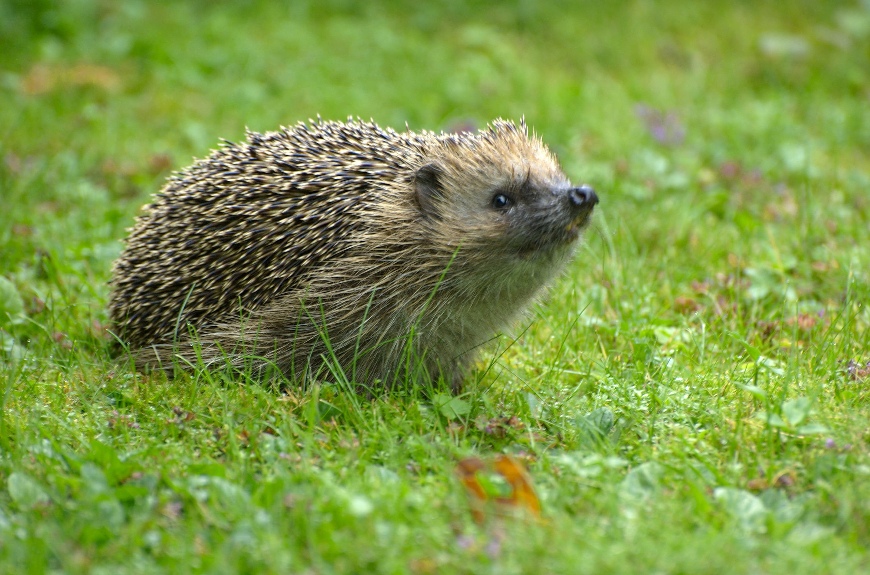 brown, daytime, 2K, grass, bristle - Animal Part, wildlife, cute, hedge, mammal, rodent, nature, animal, hedgehog, small, snout, HD Wallpaper