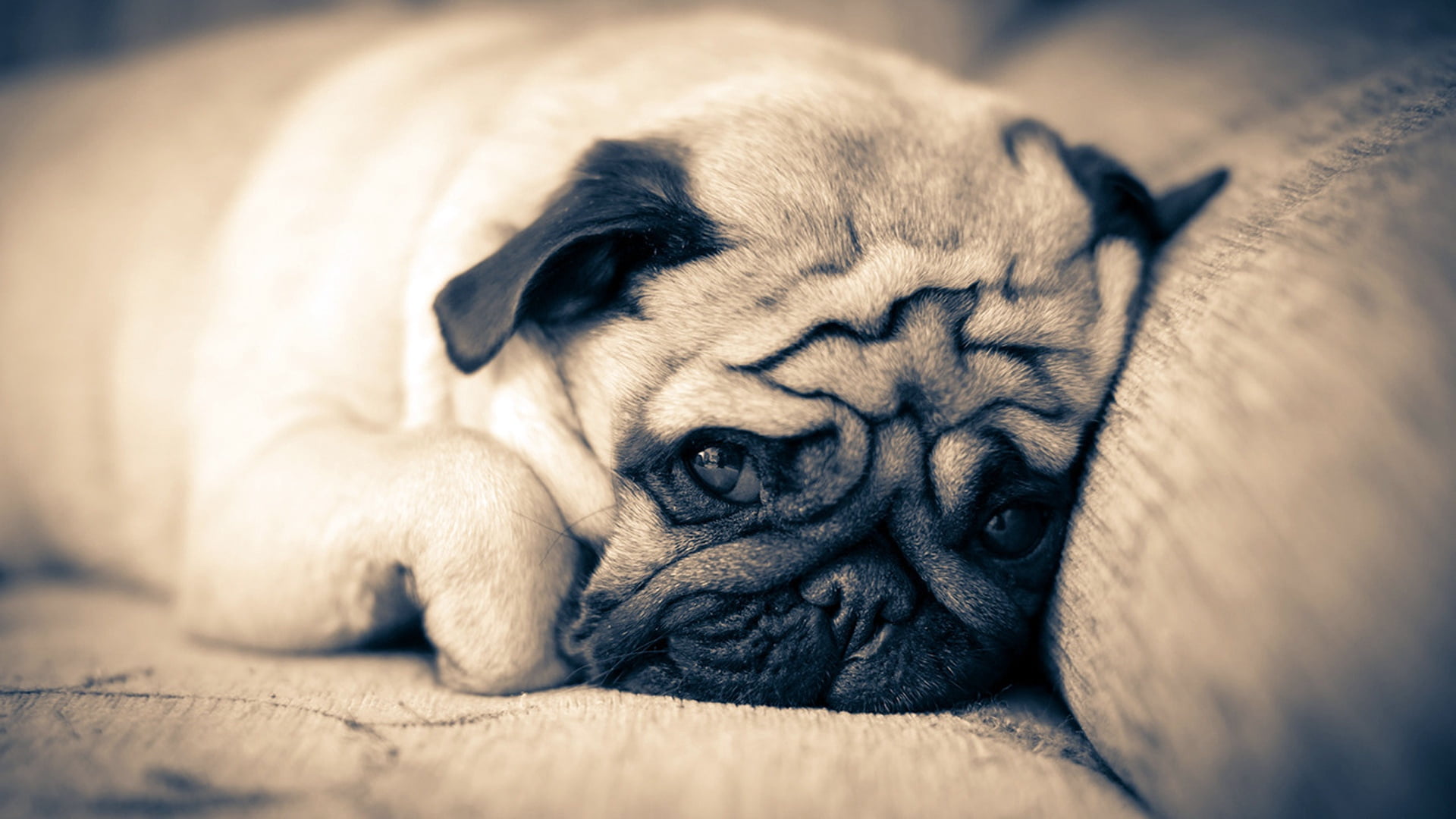 animal body part, lying Down, no People, mammal, puppy, pug, portrait, animal head, canine, lie down, looking, animal, small, domestic Animals, dog, lap dog, HD Wallpaper