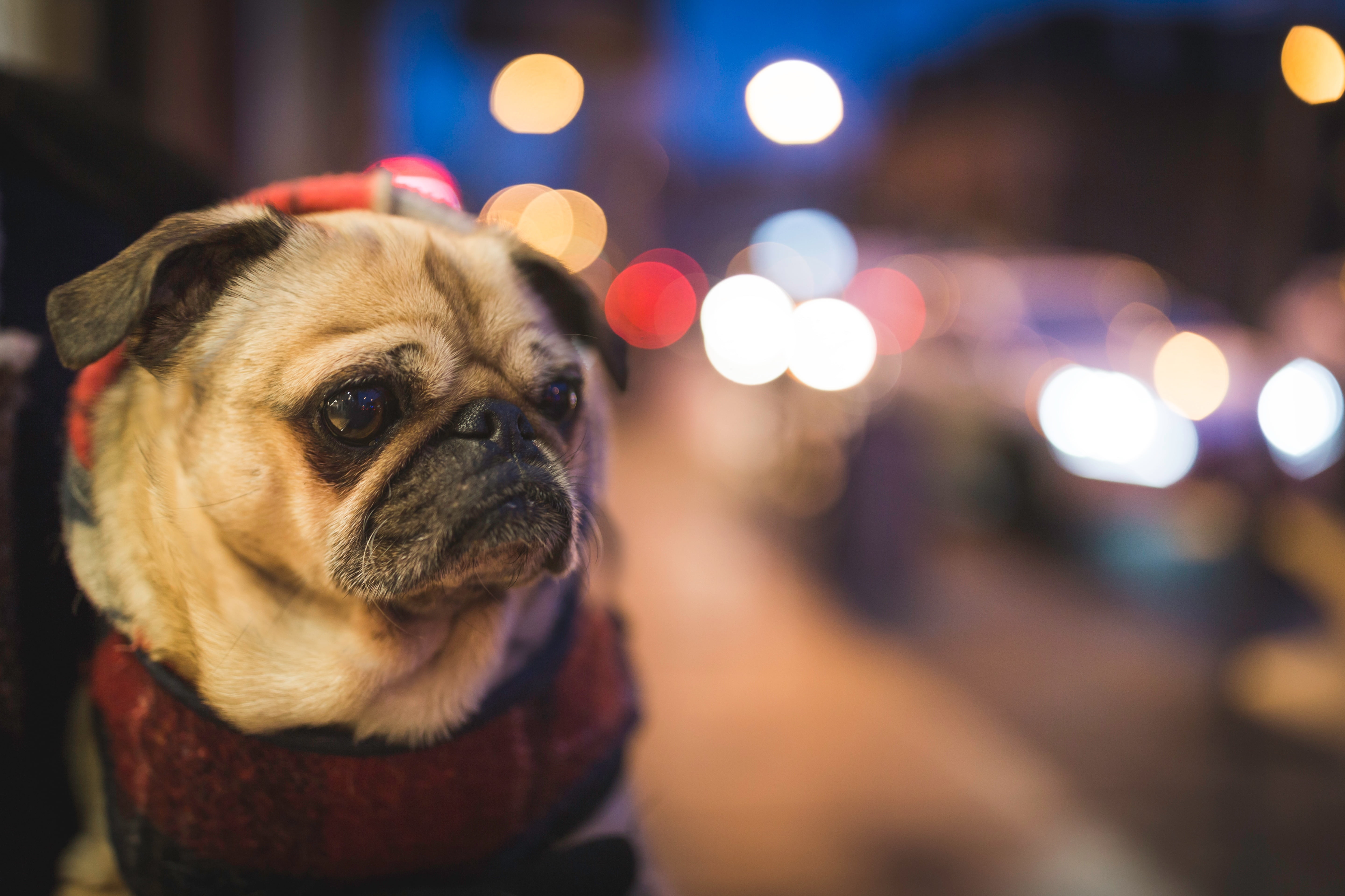 young Animal, 5K, city, focus on foreground, domestic Animals, dog, portrait, puppy, purebred Dog, looking, sitting, brown, domestic, animal, illuminated, HD Wallpaper