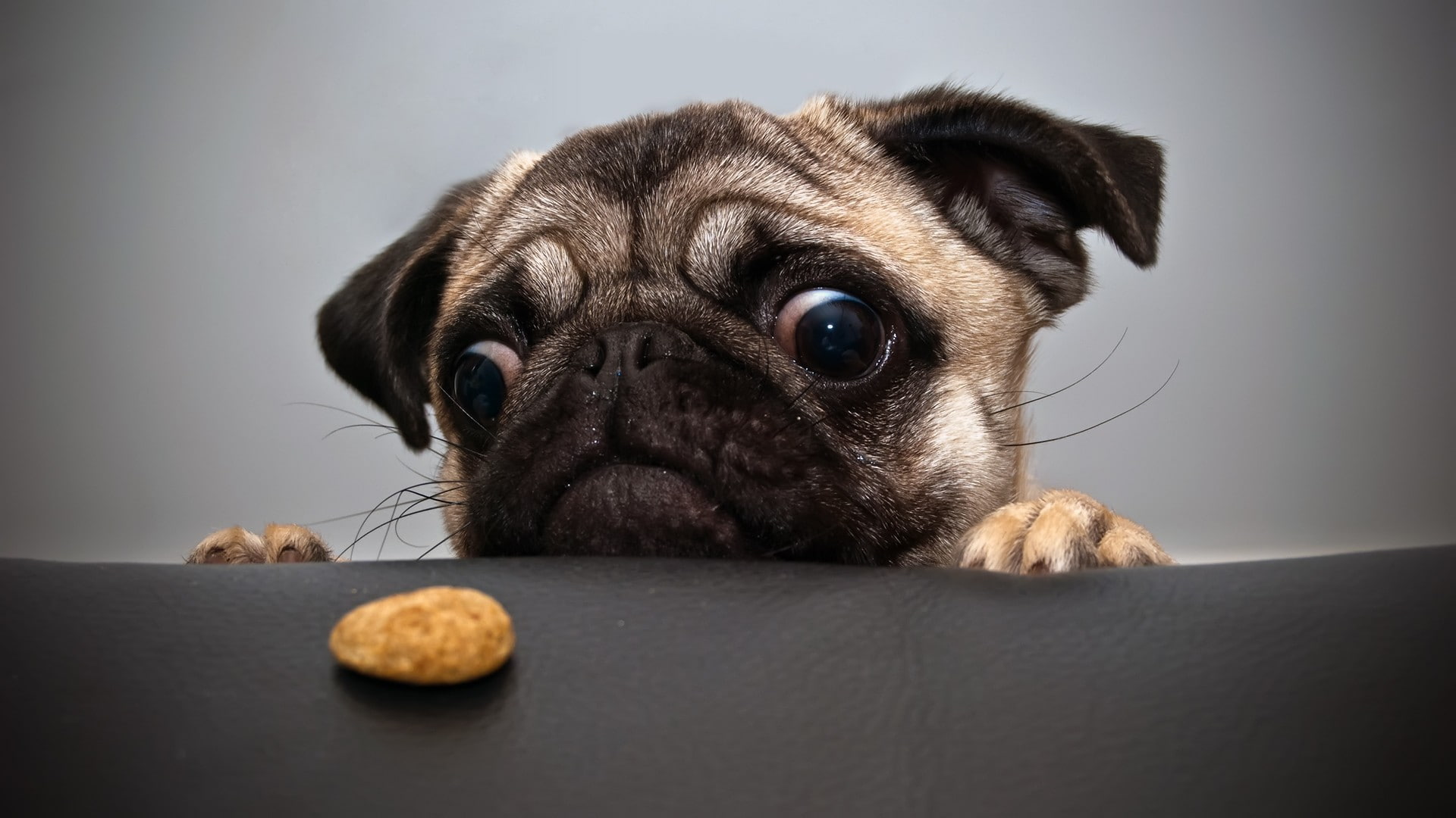 pug, dog, 1080P, humor, animals, HD Wallpaper