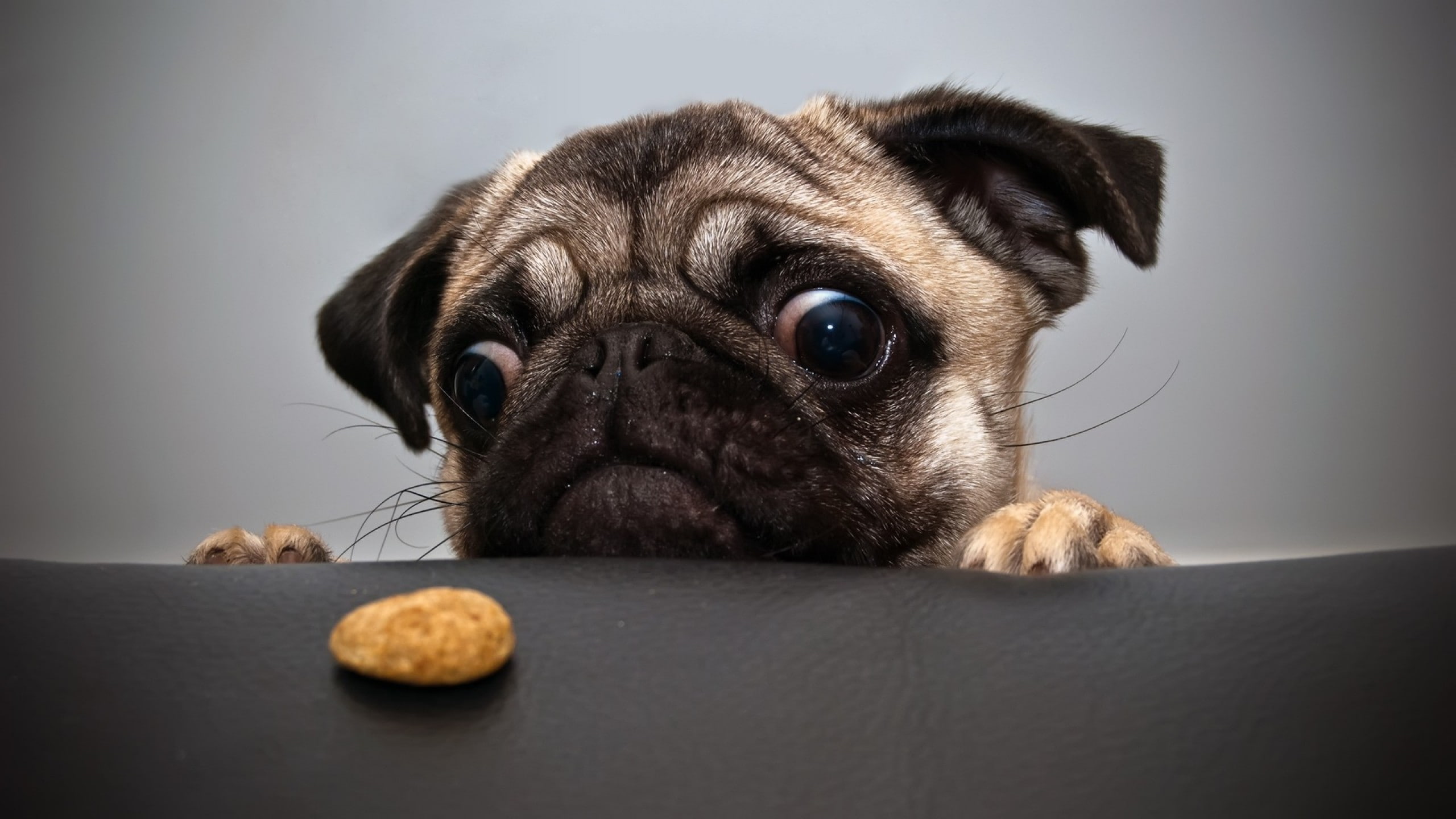dog, 2K, animals, humor, pug, HD Wallpaper