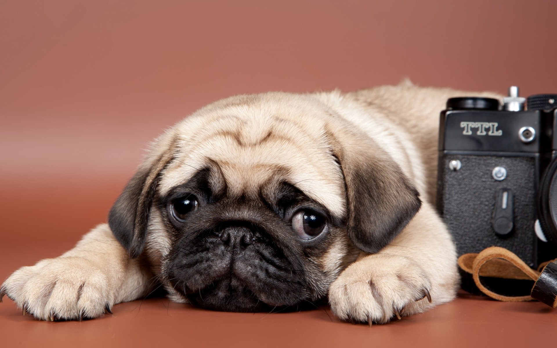 Puppy, Dog, Pug, Cute, Sad, 1080P, Dogs, HD Wallpaper