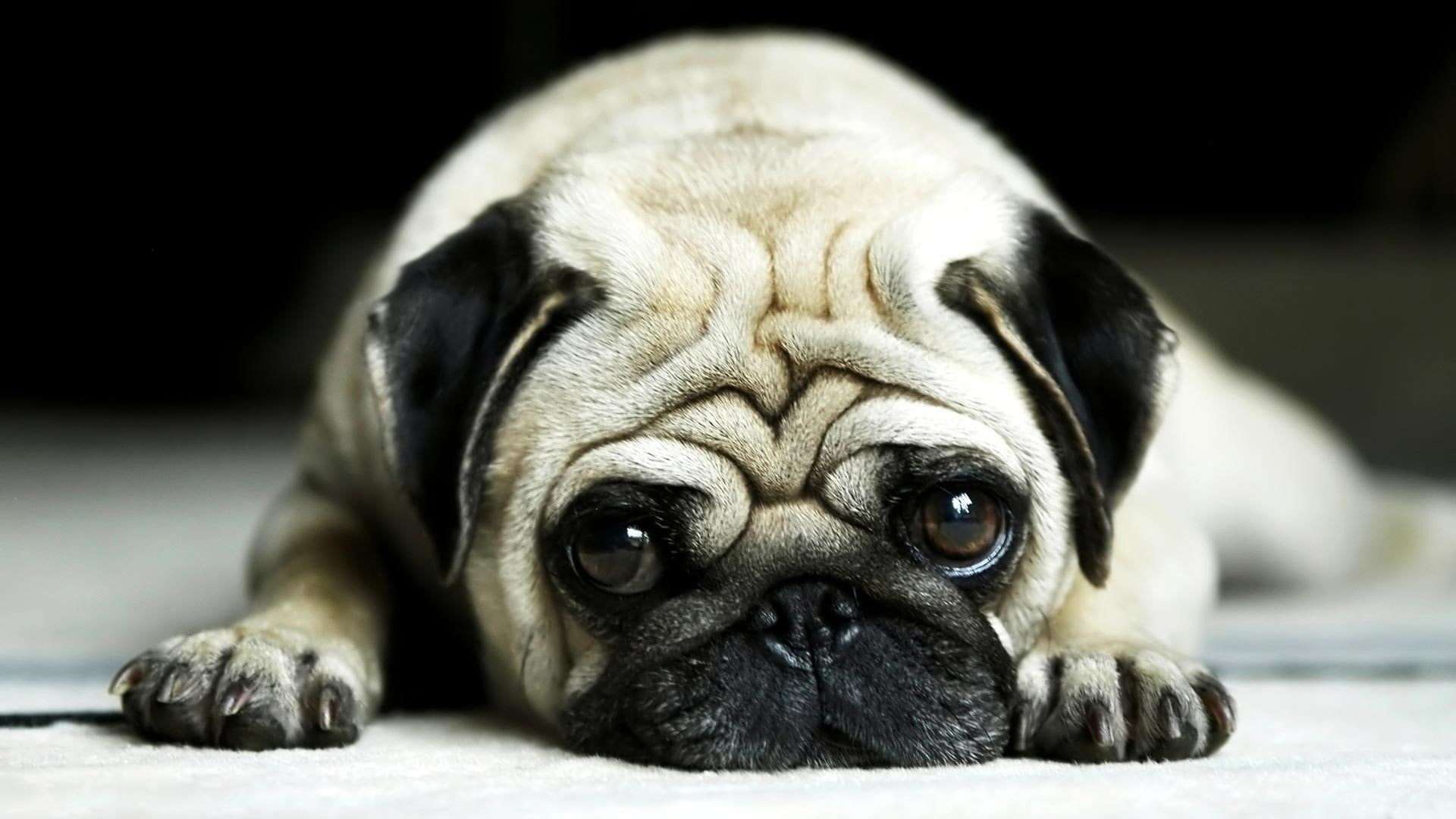 cute, one animal, 1080P, relaxation, animal themes, pets, portrait, lap dog, depression - sadness, domestic animals, looking at camera, mammal, sadness, HD Wallpaper