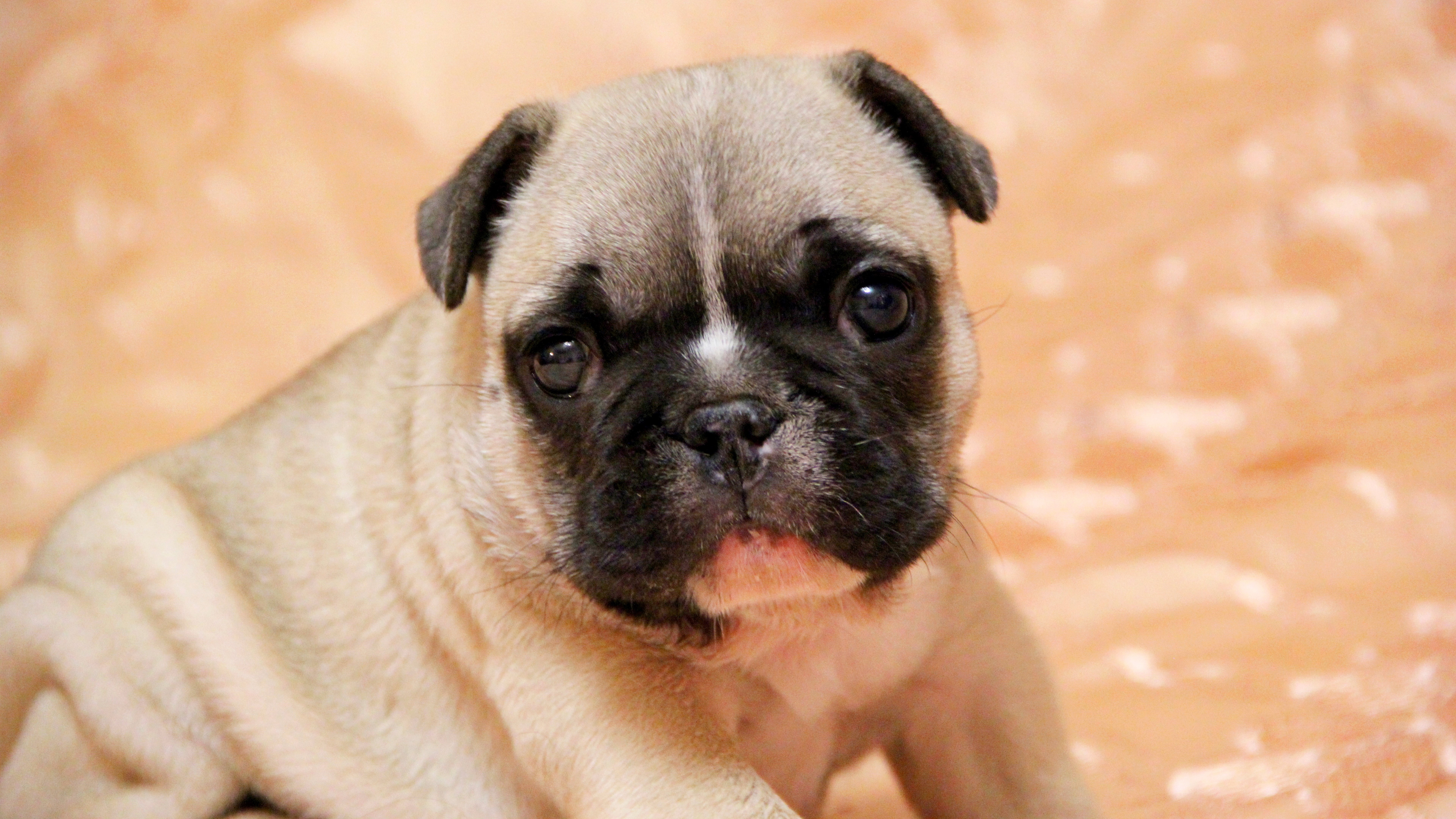 mops dog baby picture, portrait, one animal, purebred dog, domestic, animal, puppy, no people, pug, depression - sadness, domestic animals, lap dog, pets, HD Wallpaper