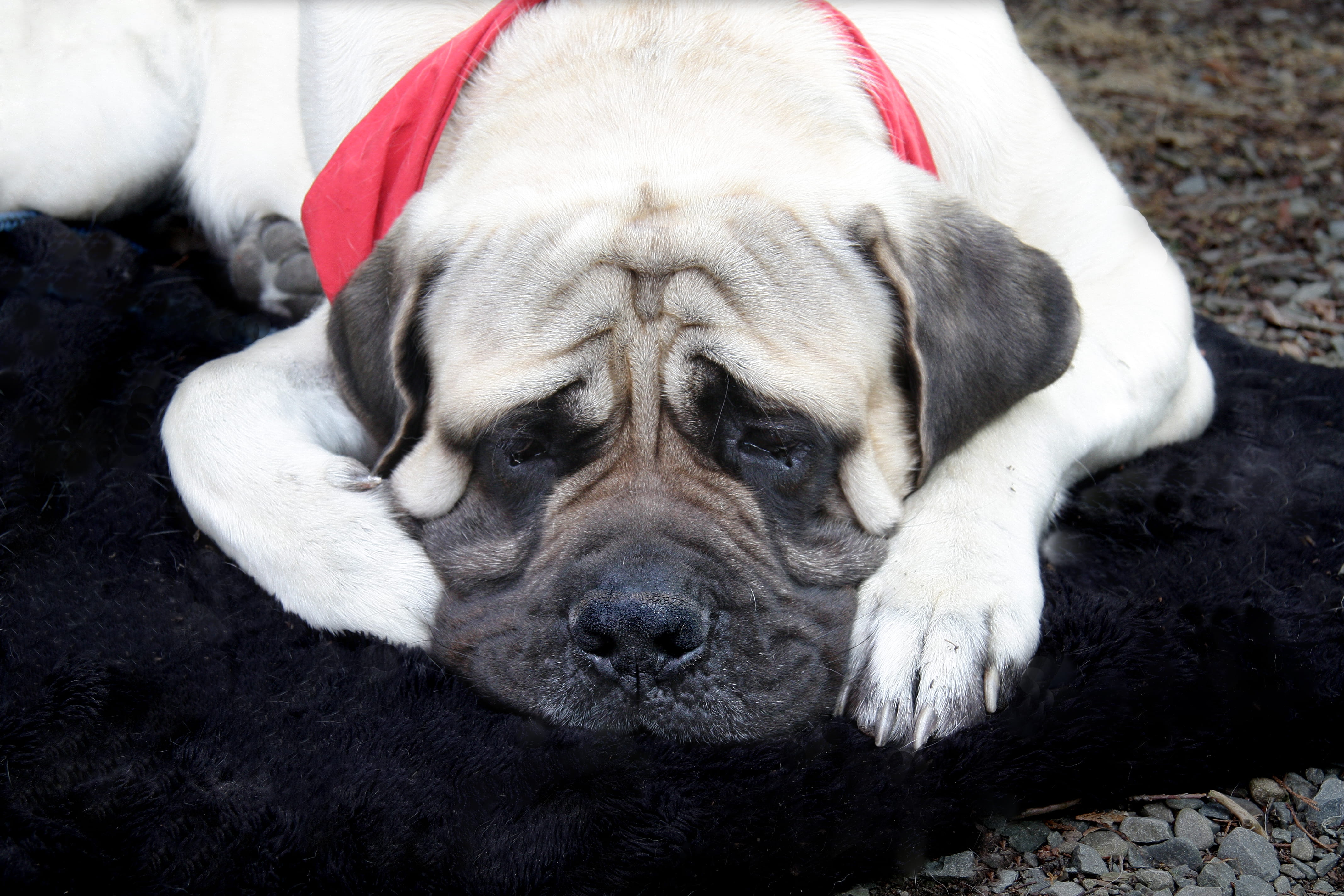 hound, pug, sad, animal themes, wrinkly, portrait, mammal, no people, lying down, animal, pet, small, relaxation, canine, depression - sadness, soft, tired, HD Wallpaper