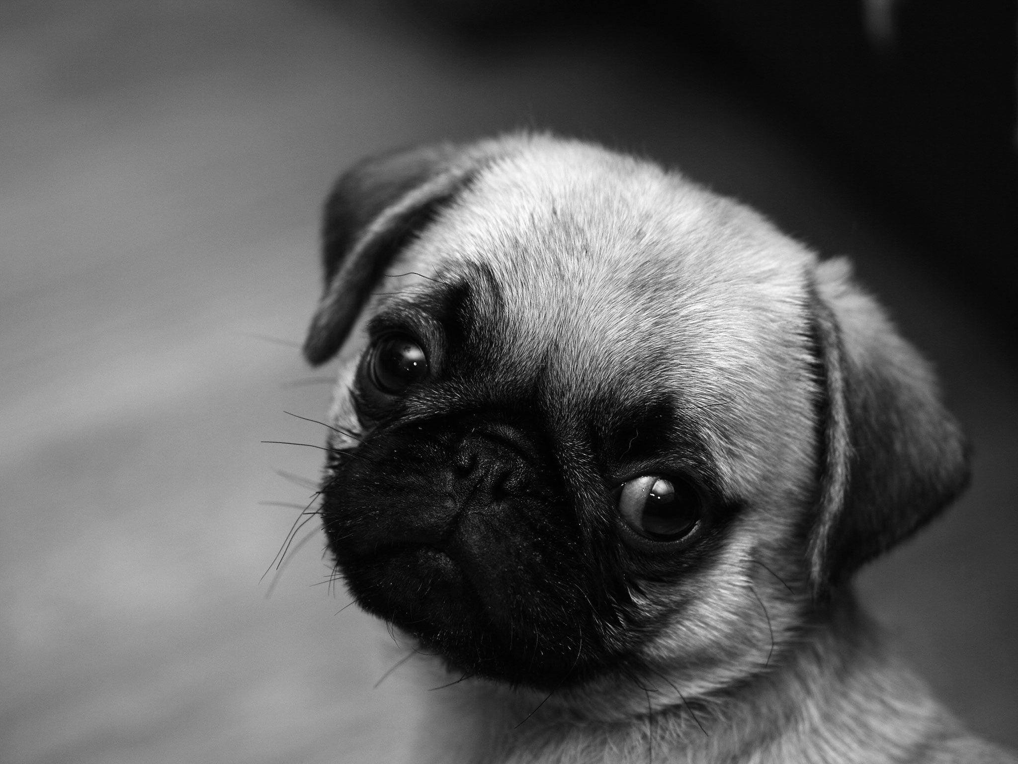 purebred dog, depression - sadness, domestic, pug, domestic animals, animal body part, animal eye, small, indoors, animal head, mammal, one animal, close-up, HD Wallpaper