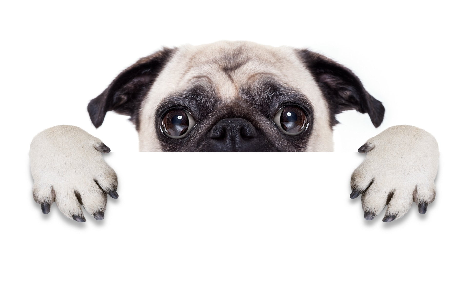 dog, no people, animal, portrait, animal themes, indoors, purebred dog, Dogs, looking at camera, Pug, small, innocence, depression - sadness, vertebrate, HD Wallpaper