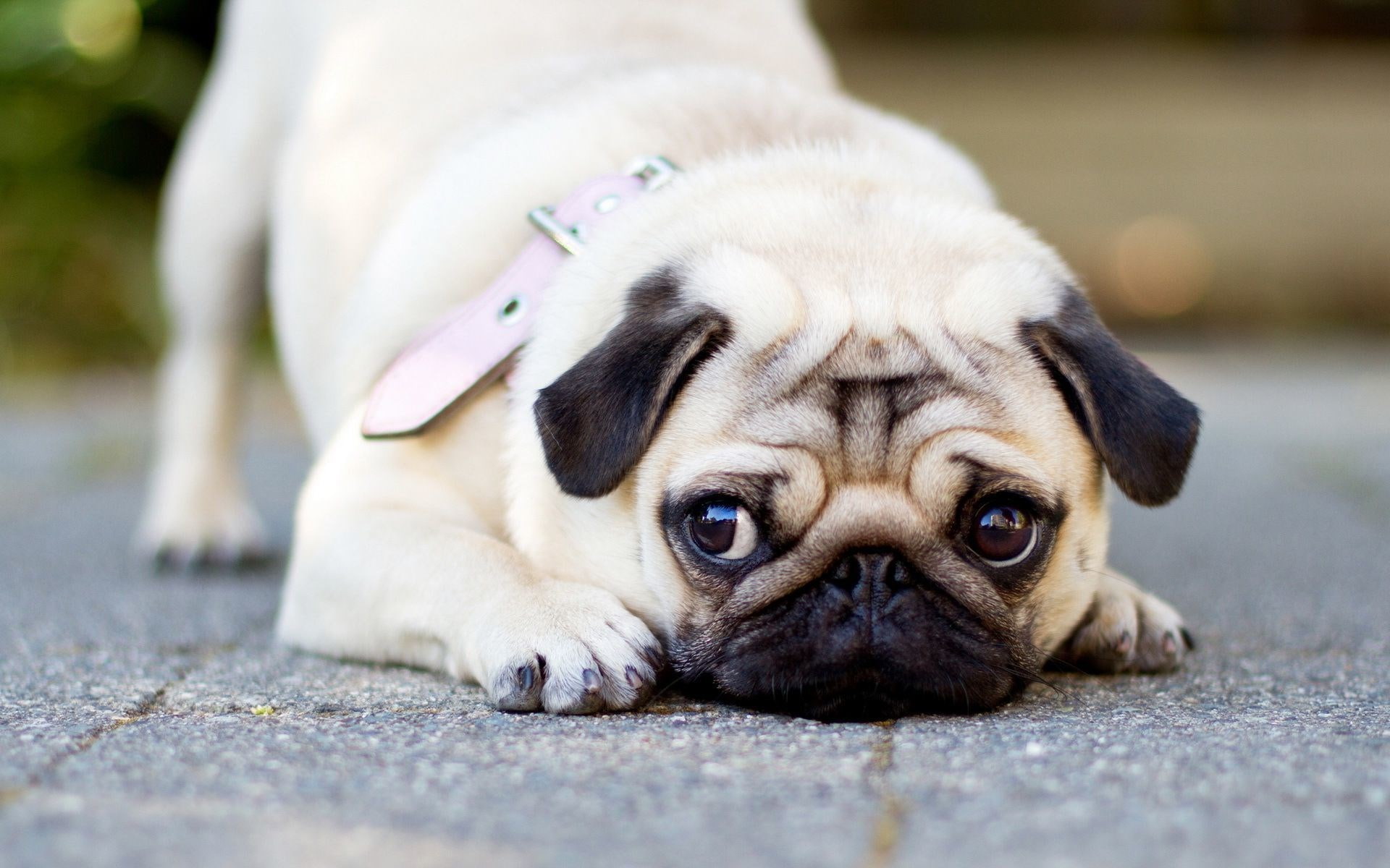 domestic, 1080P, lying down, innocence, dog, looking at camera, hopelessness, mammal, pug beautiful pictures hd, portrait, sadness, purebred dog, young animal, HD Wallpaper