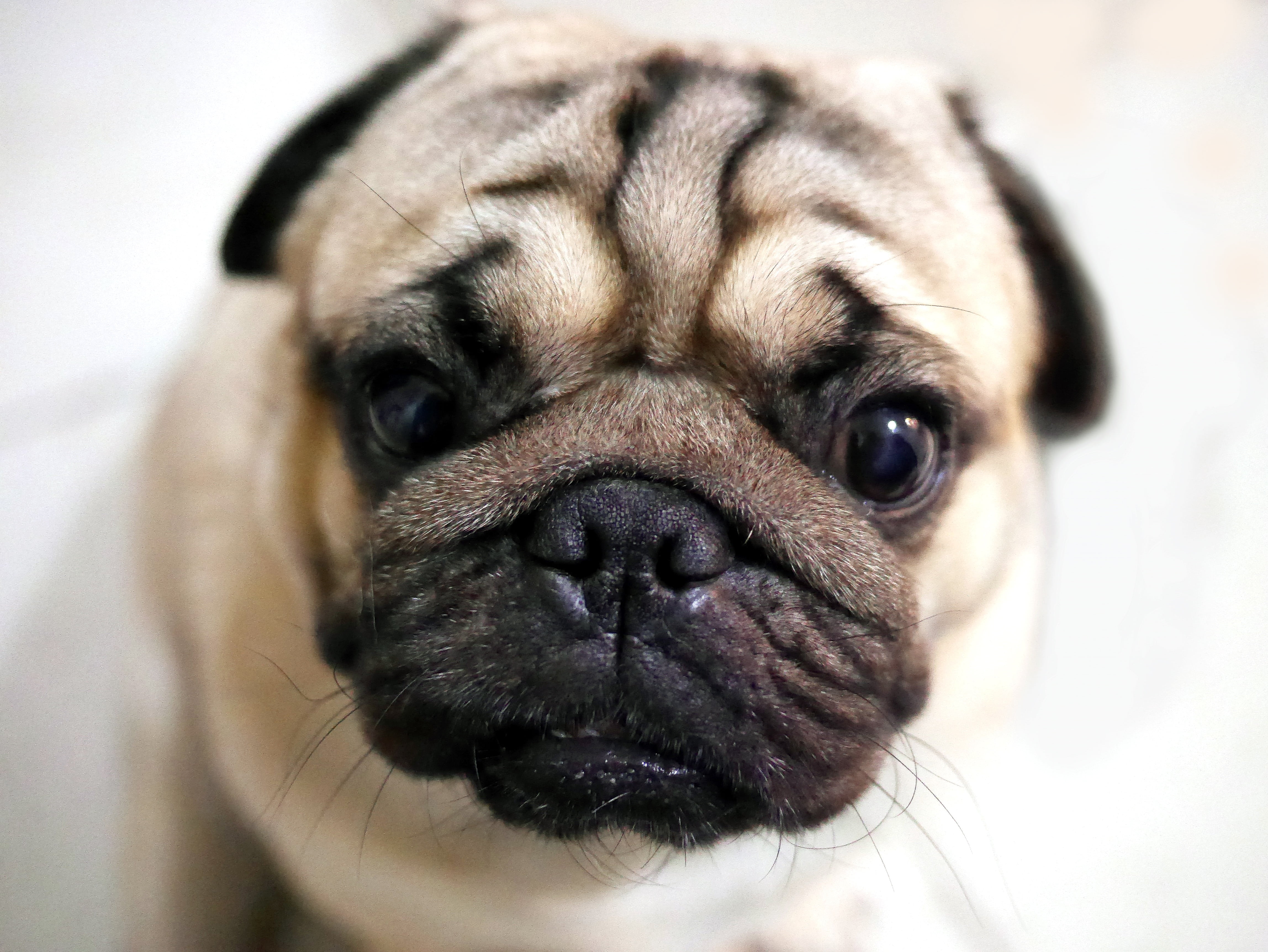 pug, animal themes, cute, 4K, domestic animals, animal body part, small, young animal, purebred dog, depression - sadness, focus, close-up, photog, domestic, HD Wallpaper