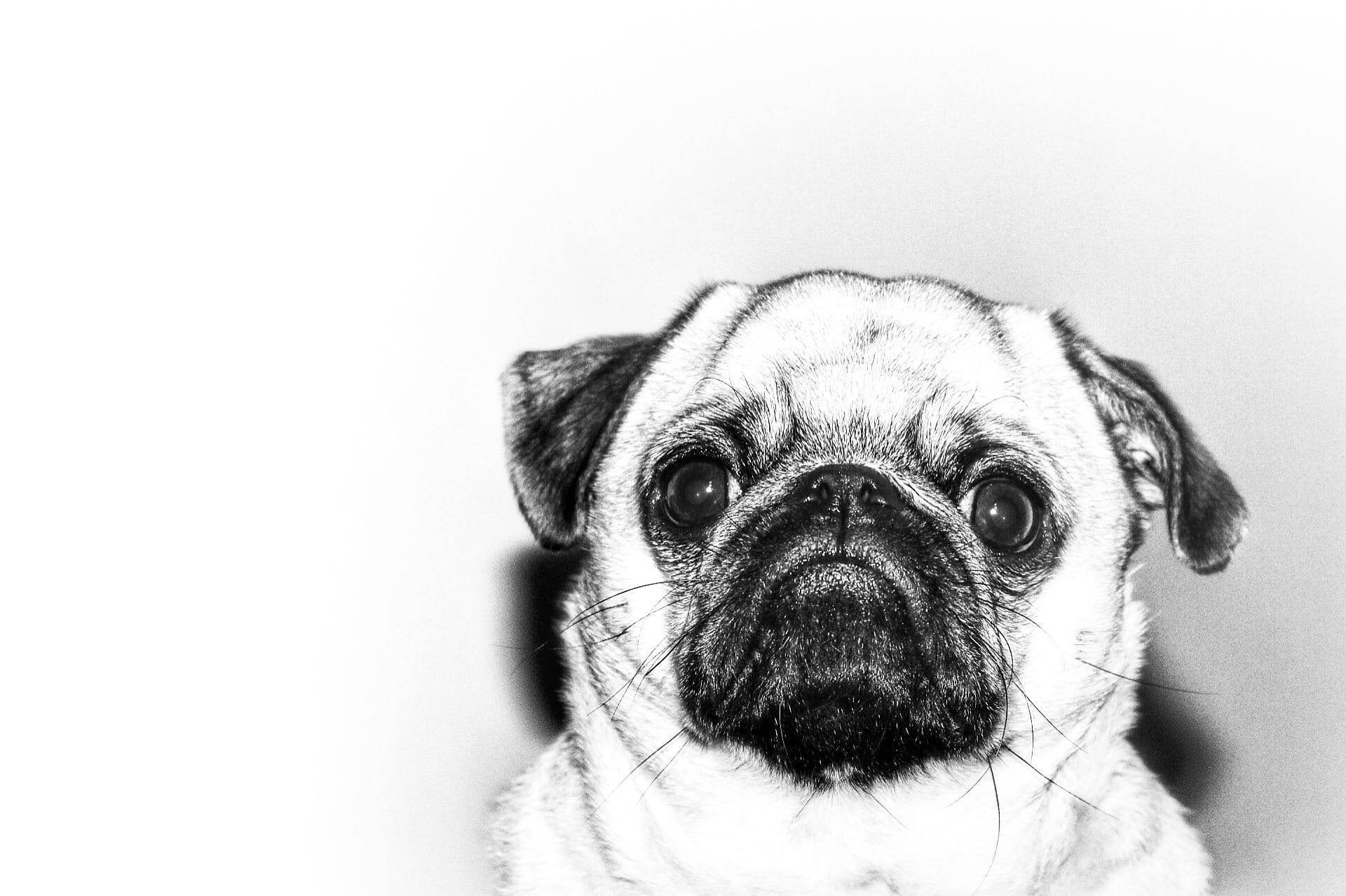 black and white, love, one animal, animal themes, close-up, studio shot, purebred dog, eyes, white, depression - sadness, family, animal head, pets, pet, HD Wallpaper